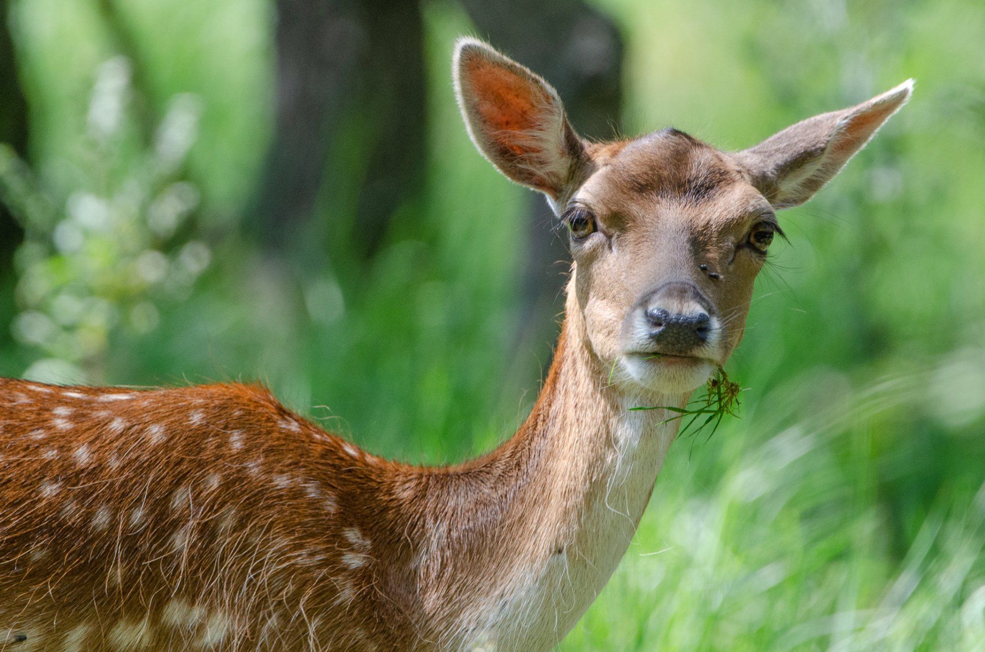 Een reekalfje met bruine en witte vlekken eet gras in een groen bos.