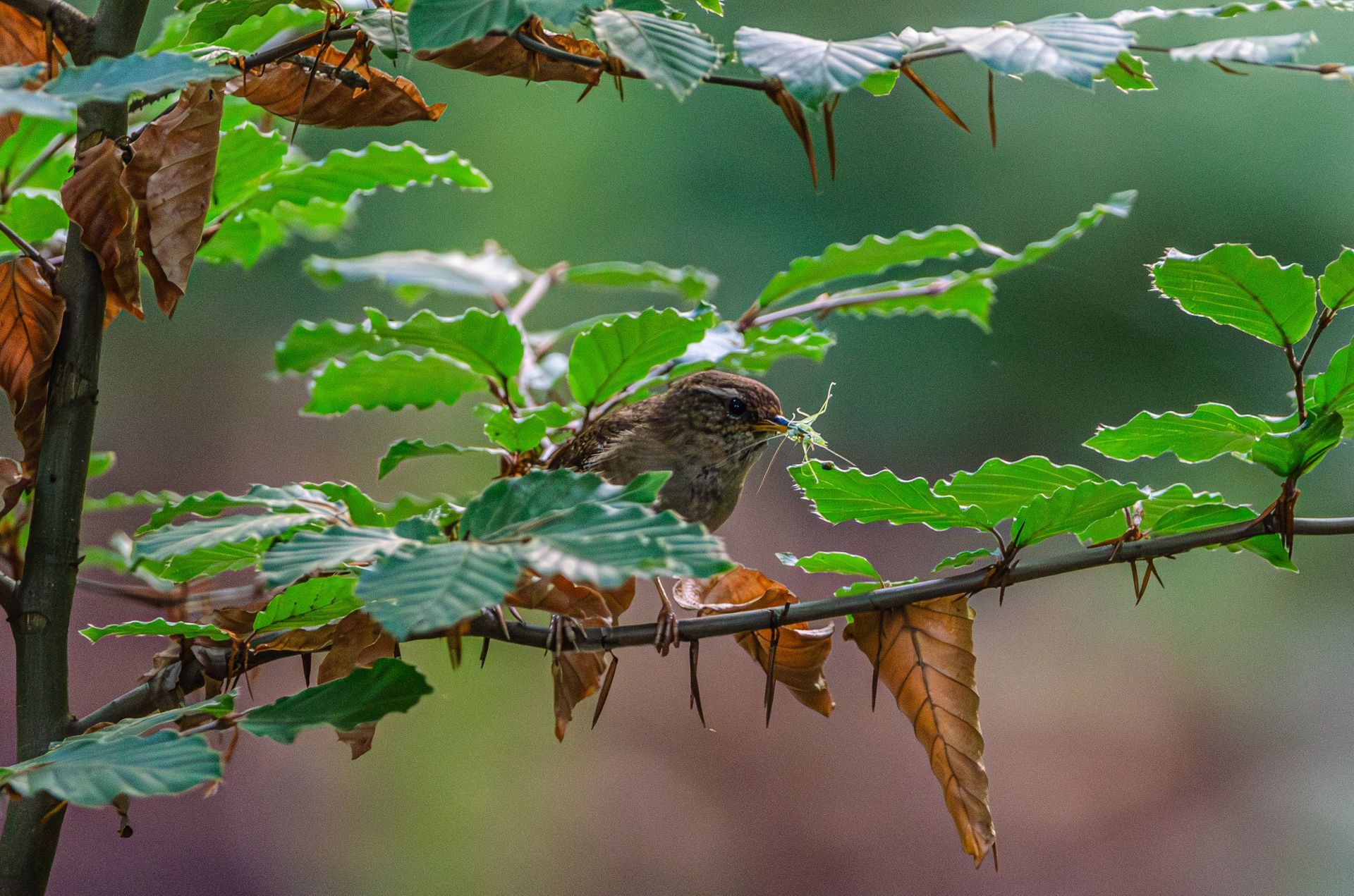 Een vogel zit op een tak, omringd door groene en bruine bladeren.