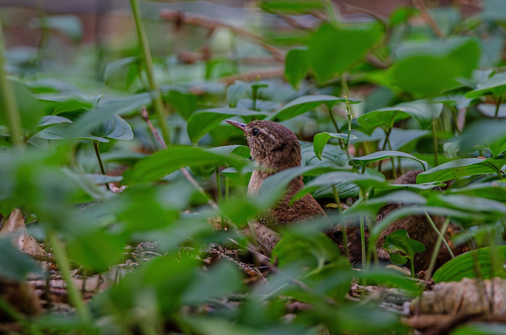 Een bruine vogel gluurt omhoog tussen het groene gebladerte in een bosrijke omgeving.