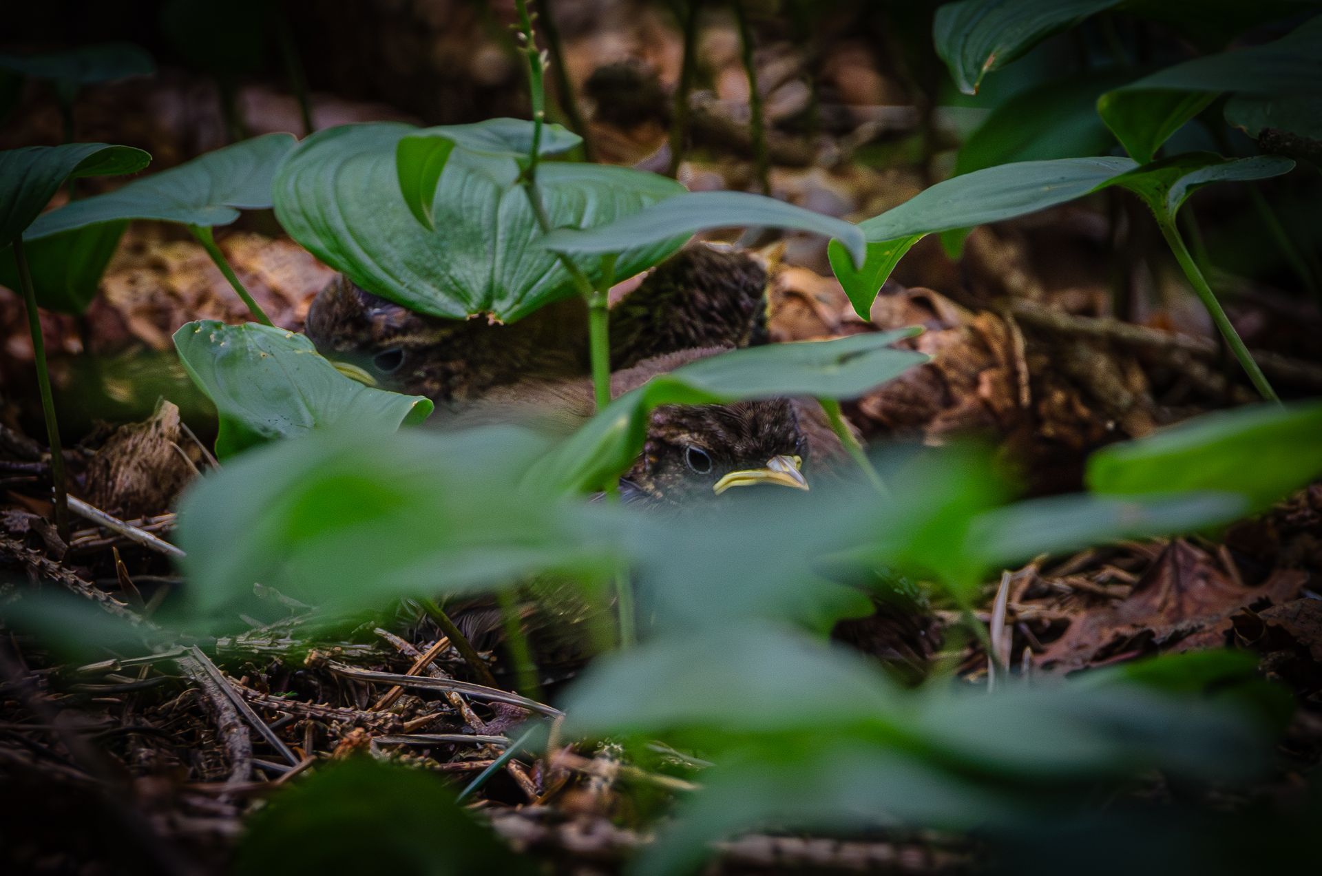 Groene bladeren omringen een klein, lichtbruin diertje dat gecamoufleerd is in een bosrijke omgeving.