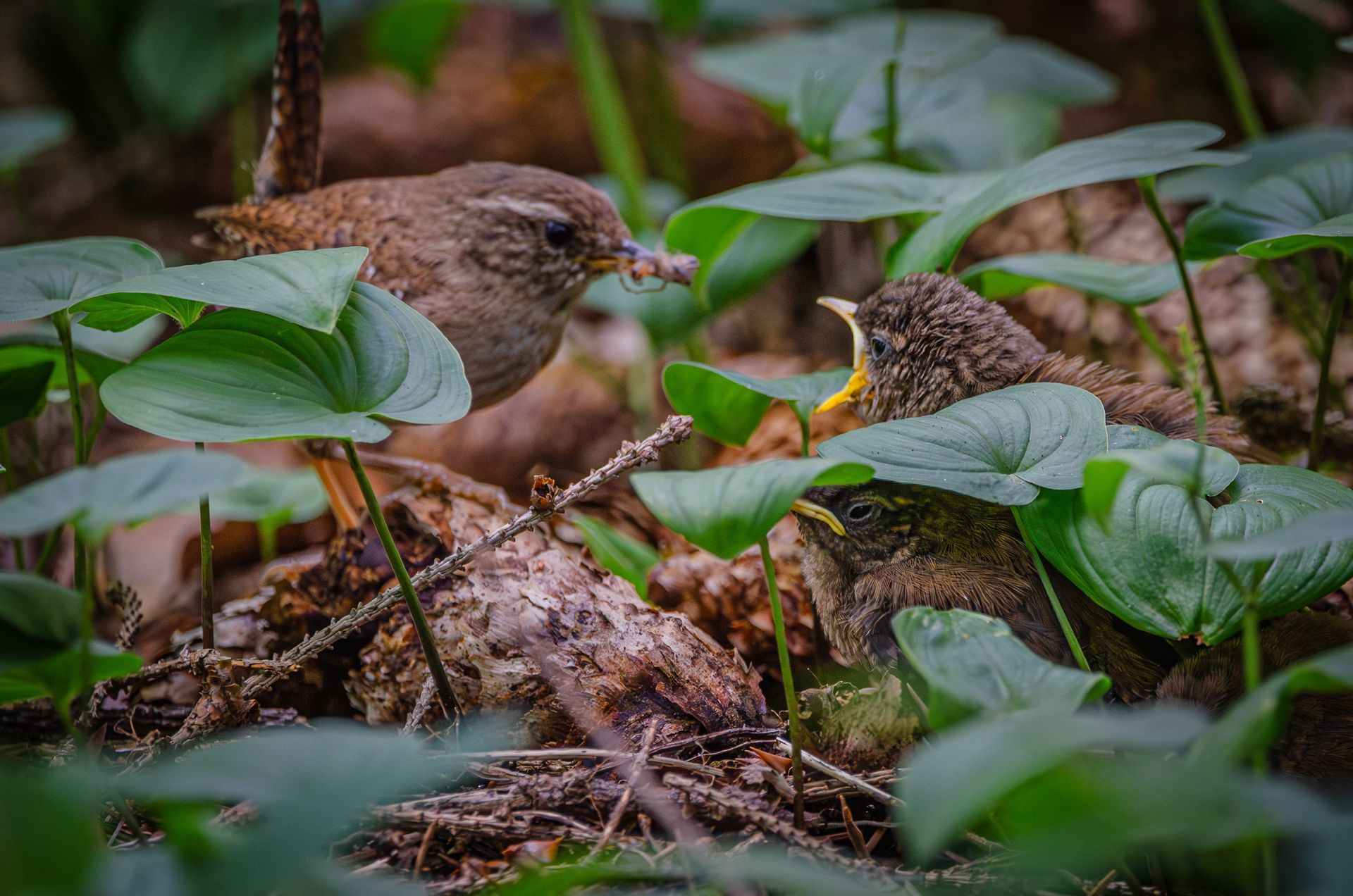 Een bruine vogel voedt een kuiken met open snavel te midden van groen gebladerte.