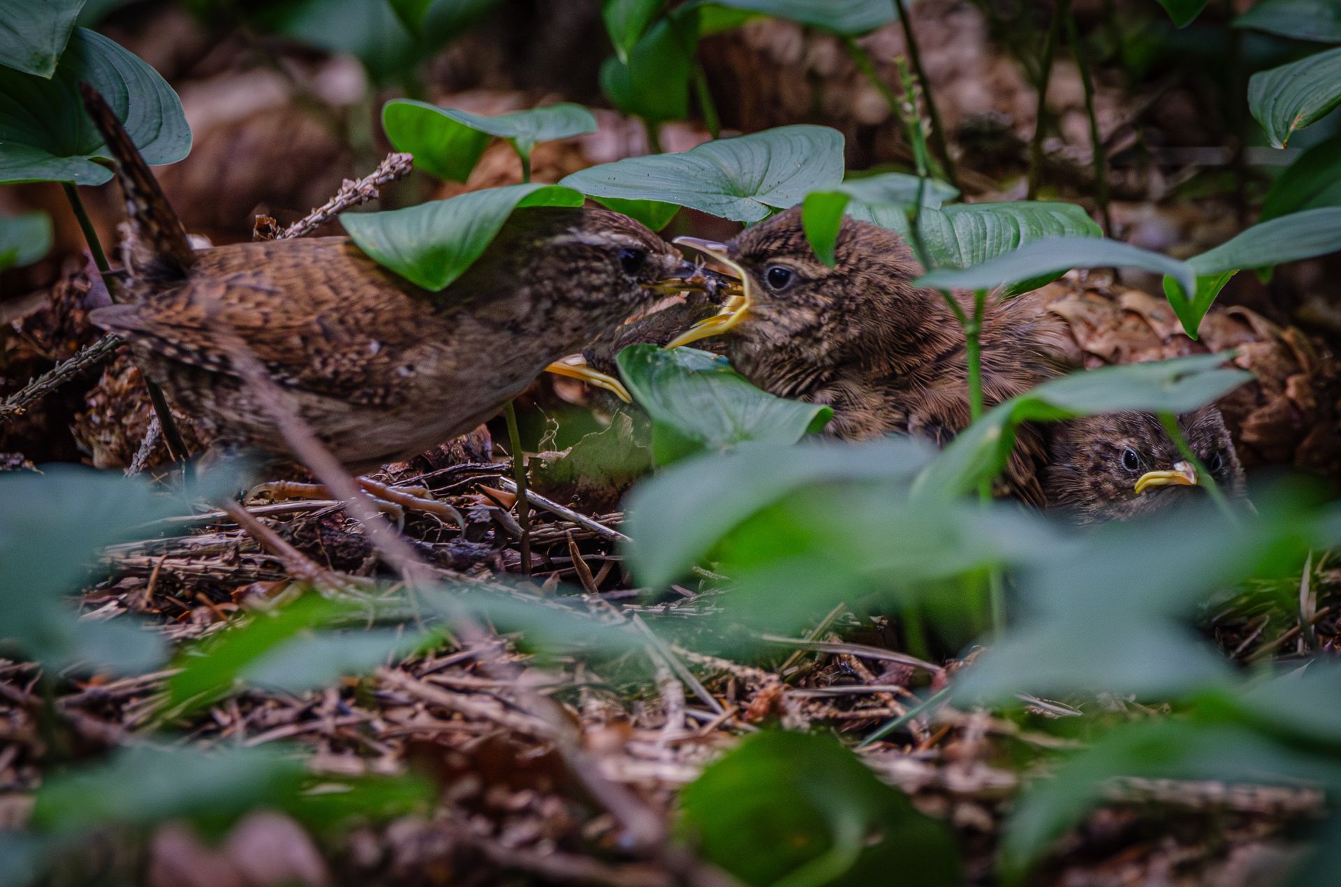 Een winterkoninkje voedt twee kuikens in een bosrijke omgeving, omringd door groene bladeren en takjes.