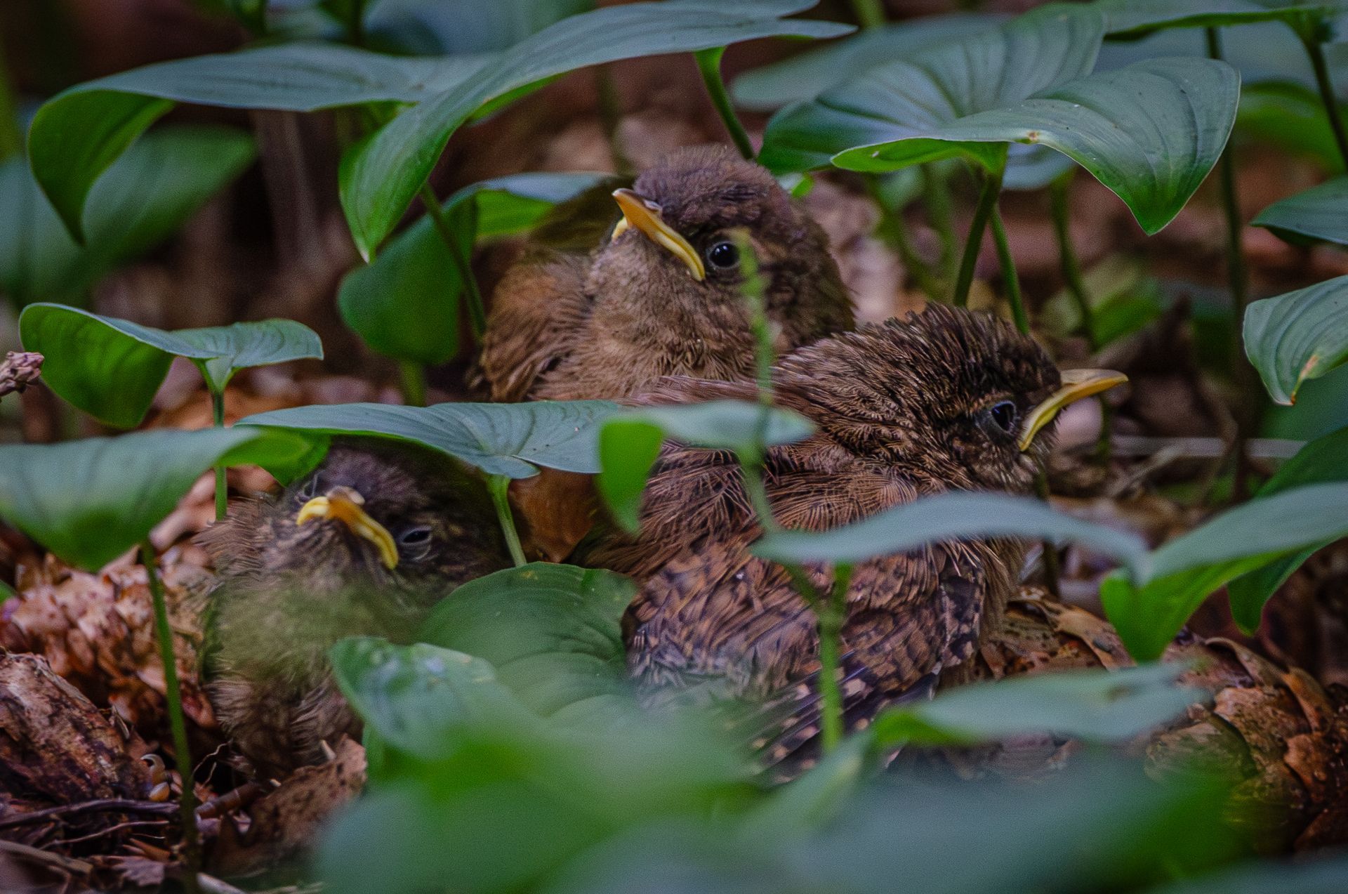 Drie jonge vogeltjes met gele snavels liggen verscholen onder groene bladeren.