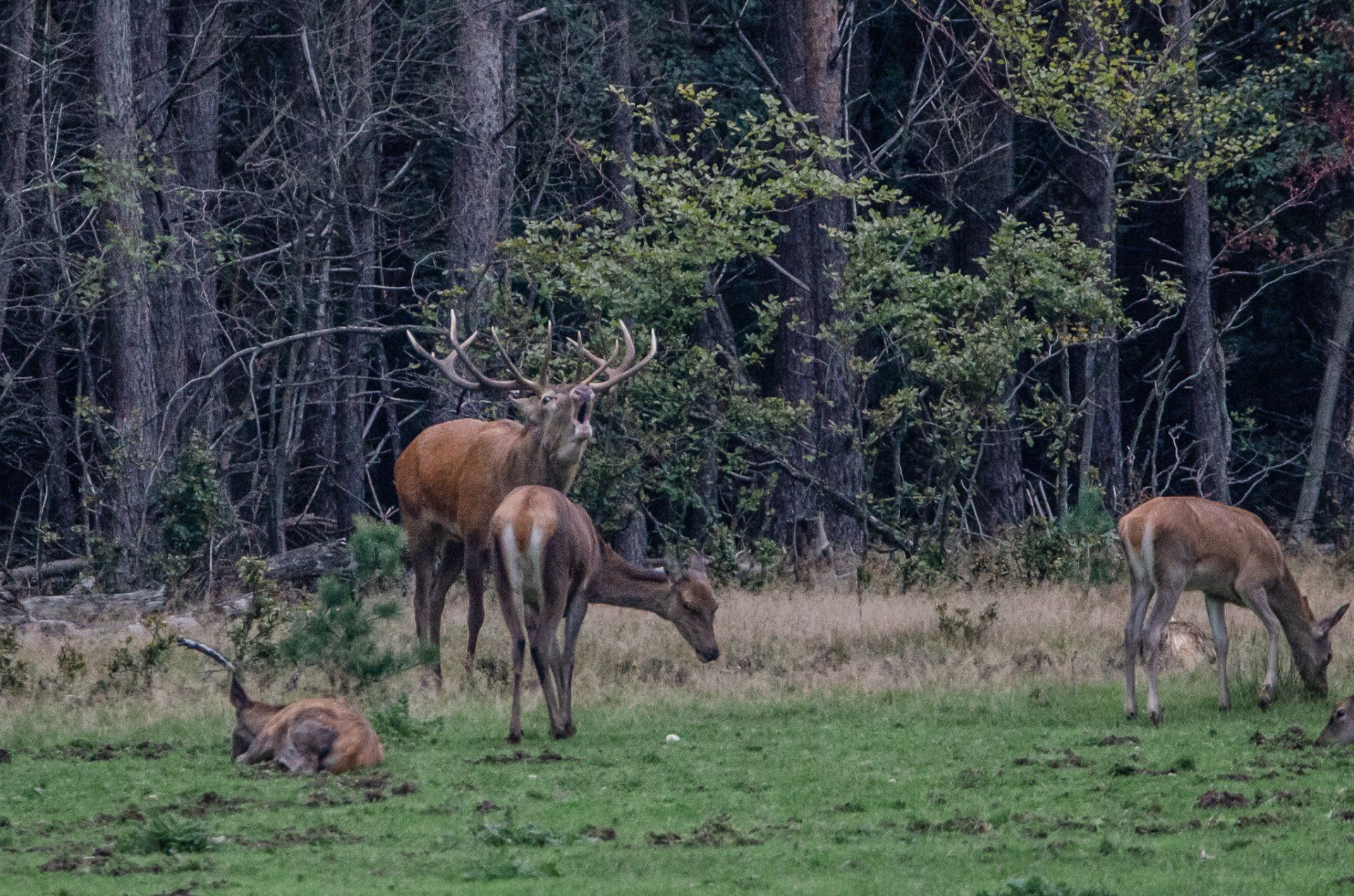 Een edelhertbok met een groot gewei en meerdere hinden grazen op een open plek in het bos.