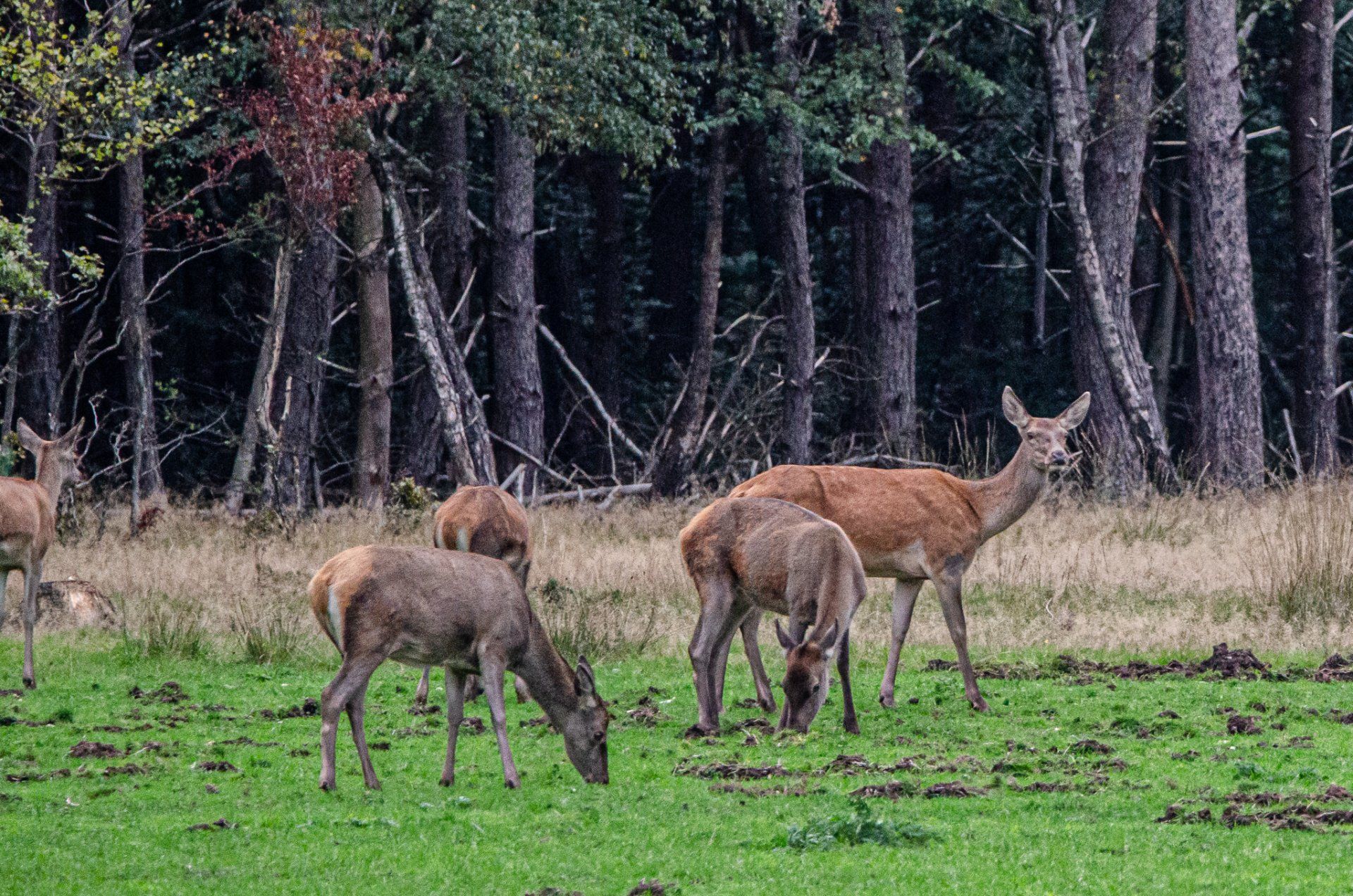 Herten grazen in een groene weide vlakbij een bos.
