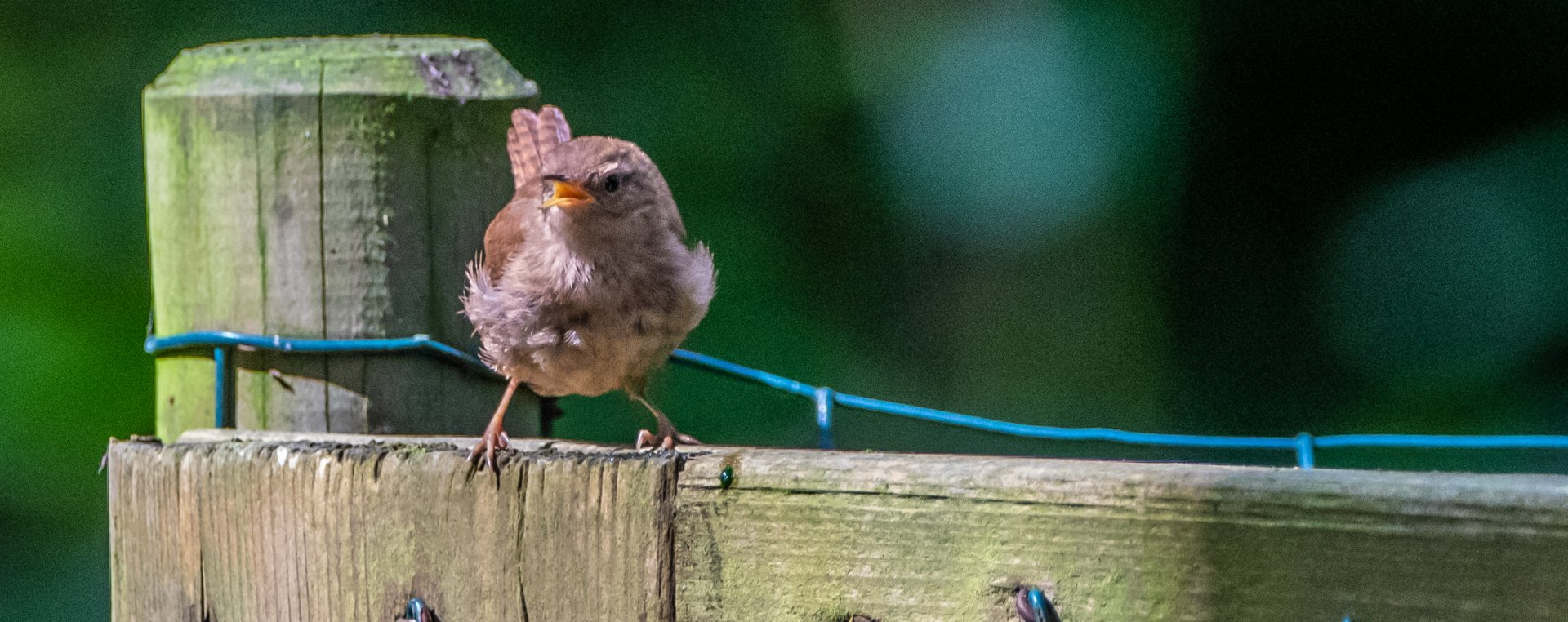 Een kleine bruine winterkoning zit op een verweerde houten schutting en kijkt recht in de ogen van de kijker. Groene achtergrond.