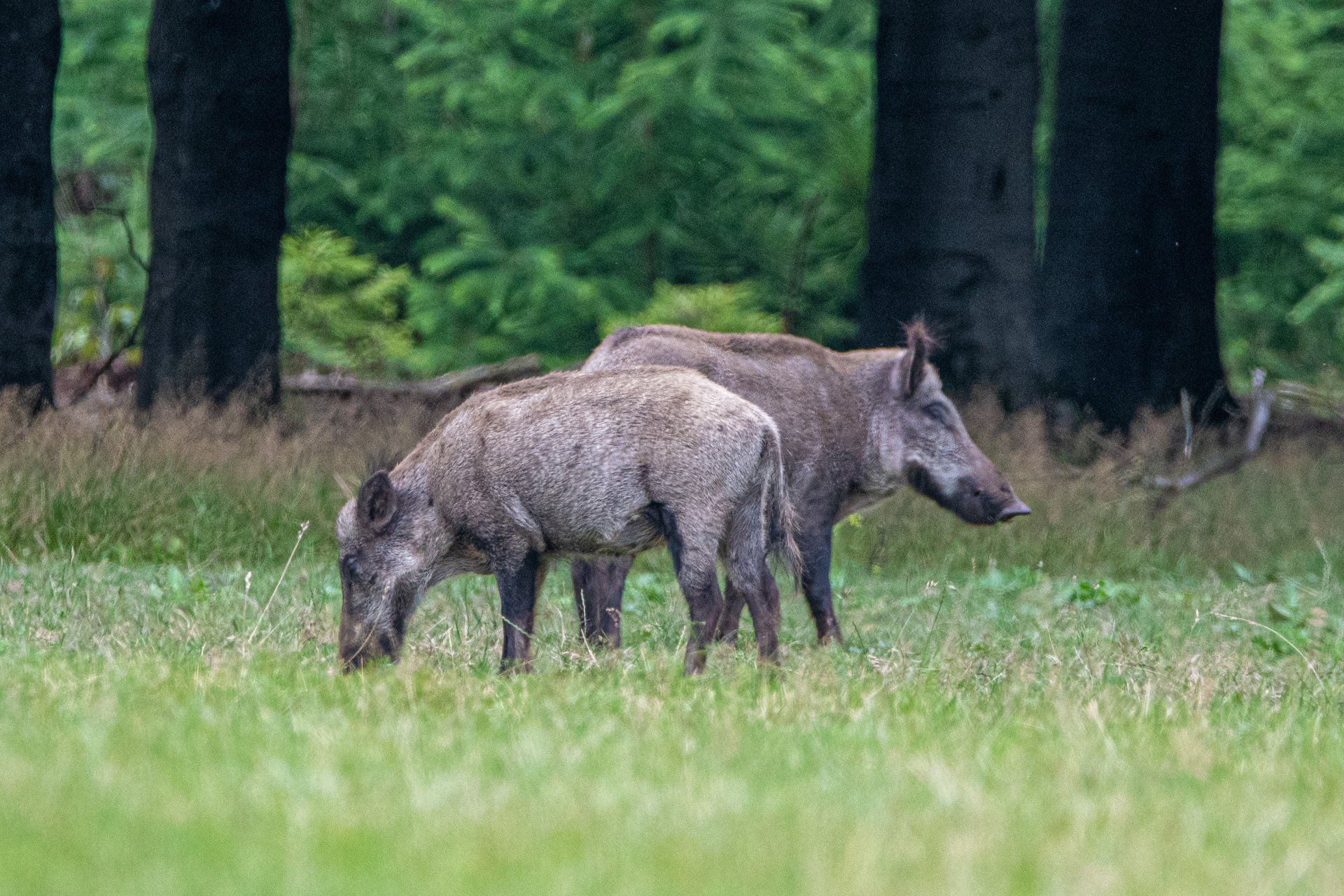 Twee wilde zwijnen grazen in een grasveld, met een bos op de achtergrond.