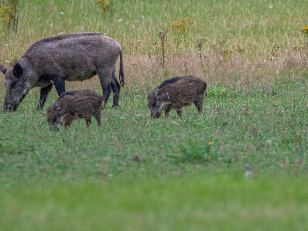 Wild zwijn met twee biggetjes graast in een grasveld.