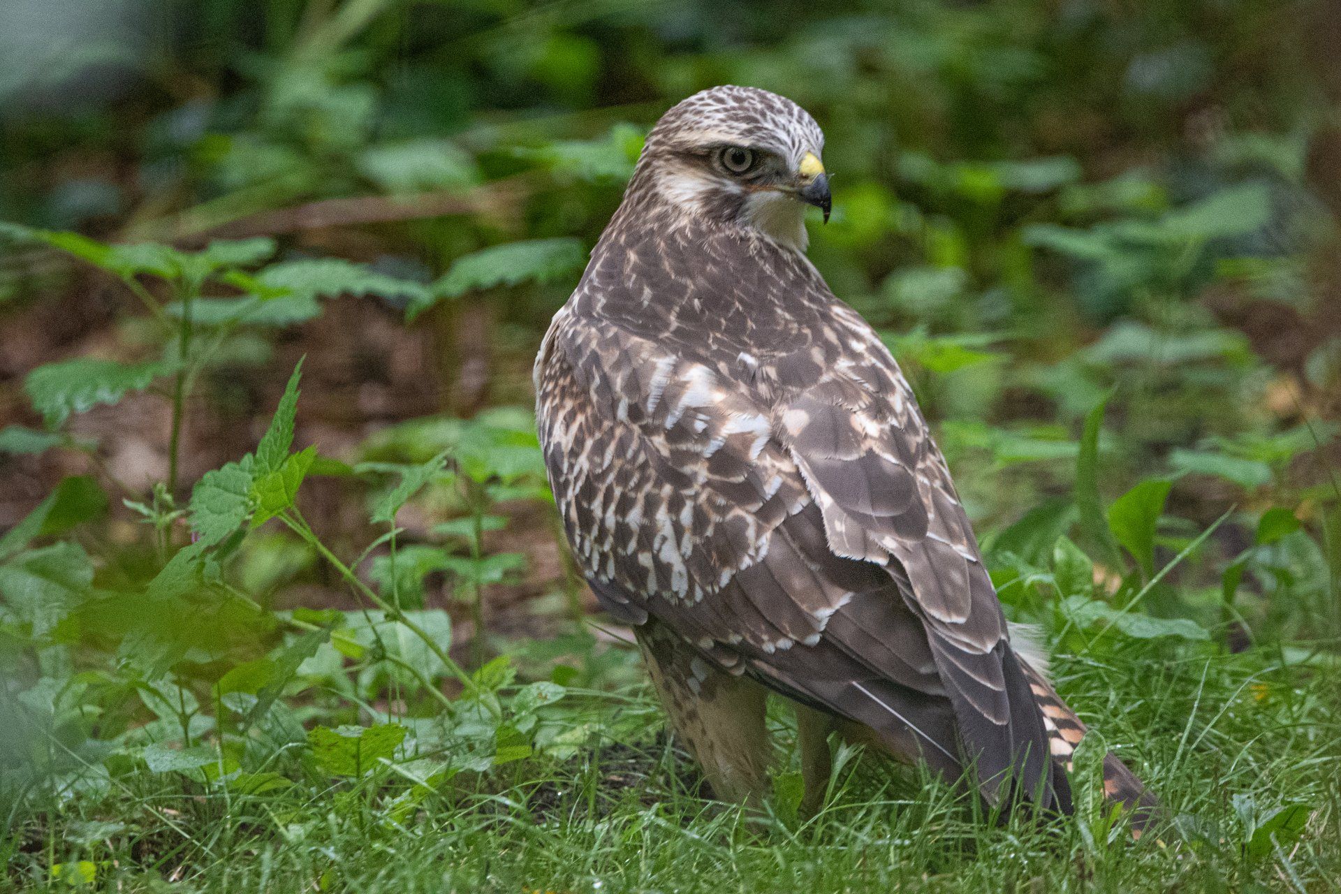 Een havik met bruin-wit verenkleed zit in het gras, omringd door groen.
