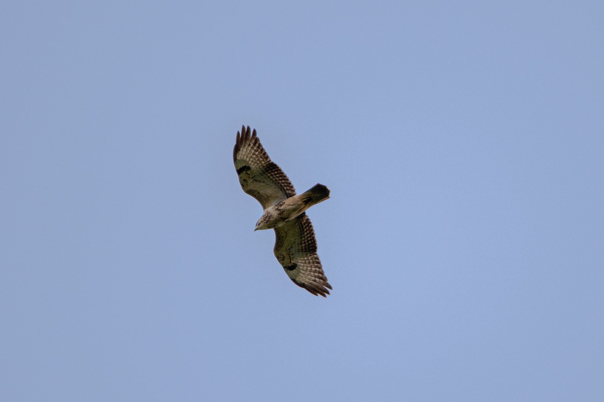 Een roofvogel met bruin-witte veren zweeft door een blauwe lucht.