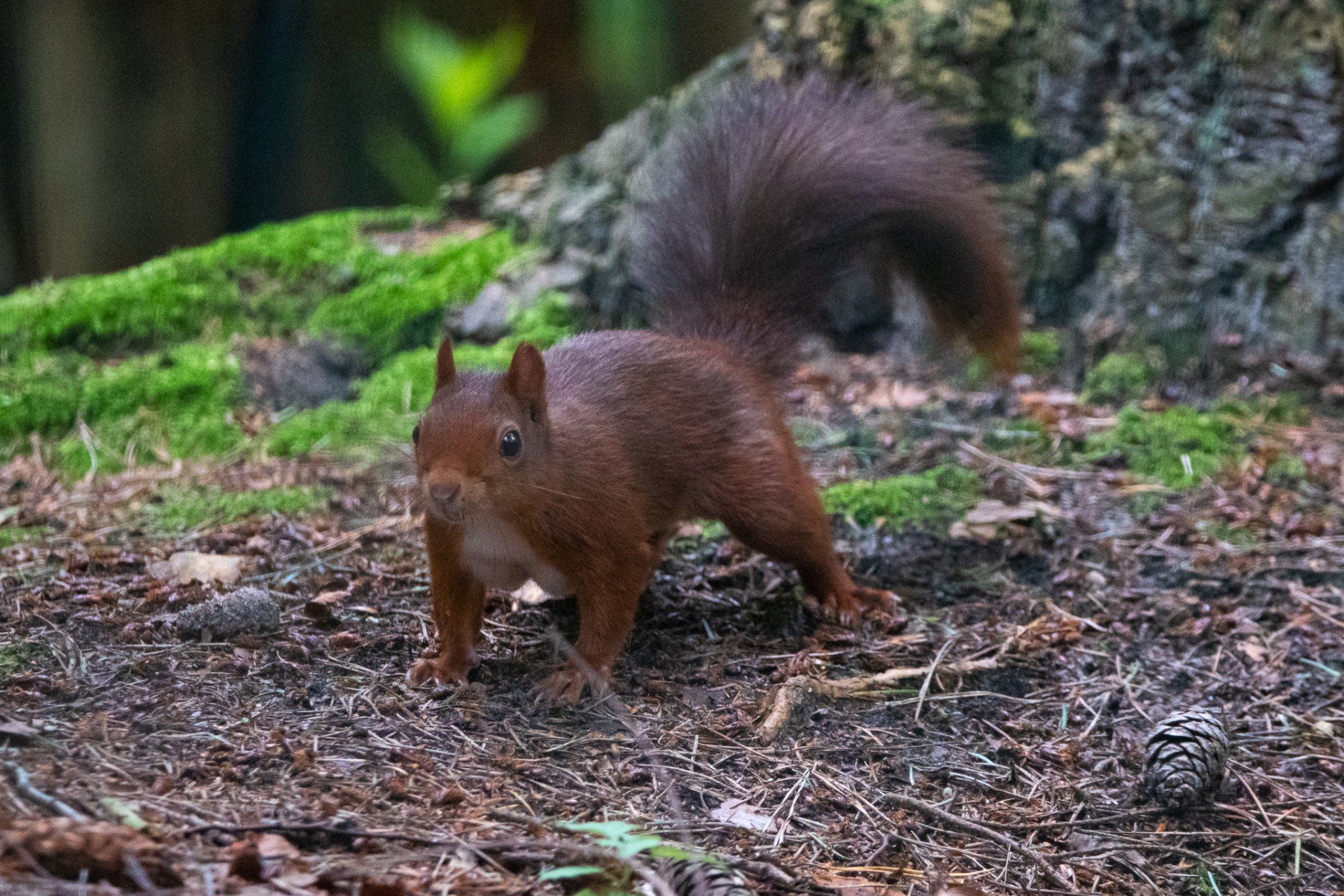 Een rode eekhoorn staat op de bosbodem bij een boomstam en kijkt naar de camera.