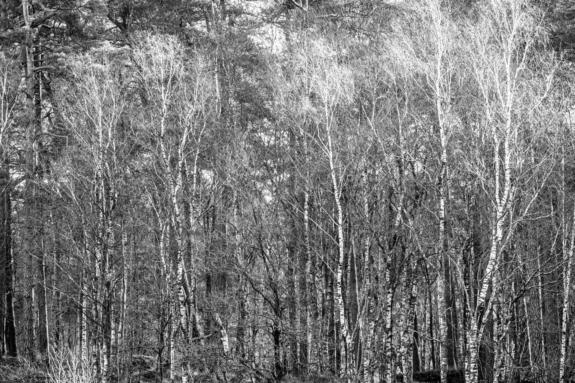 Zwart-witfoto van een berkenbos met veel hoge, slanke bomen en heldere stammen.