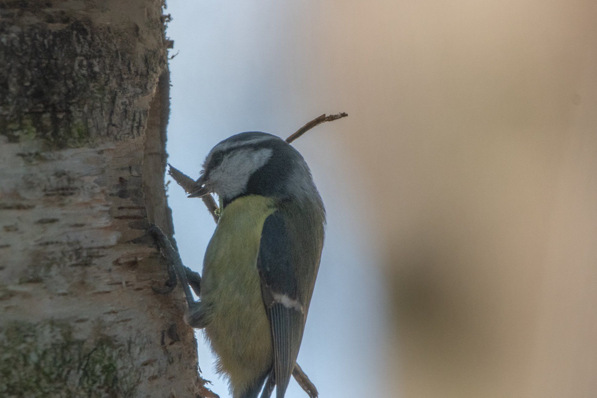 Een koolmeesje, zittend op een boomtak, kijkt naar links, met een gele borst en blauwe vleugels.