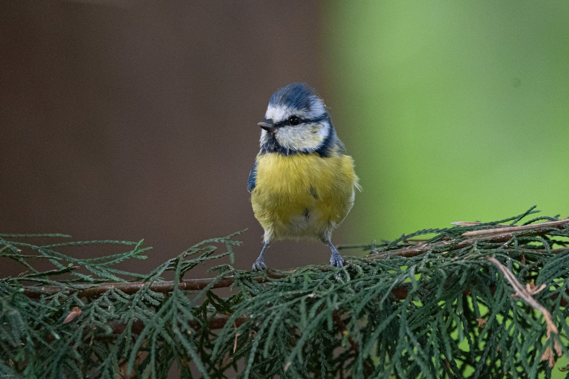 Een koolmeesje zit op een groene tak. Zijn gele borst contrasteert met zijn blauw-witte kop.