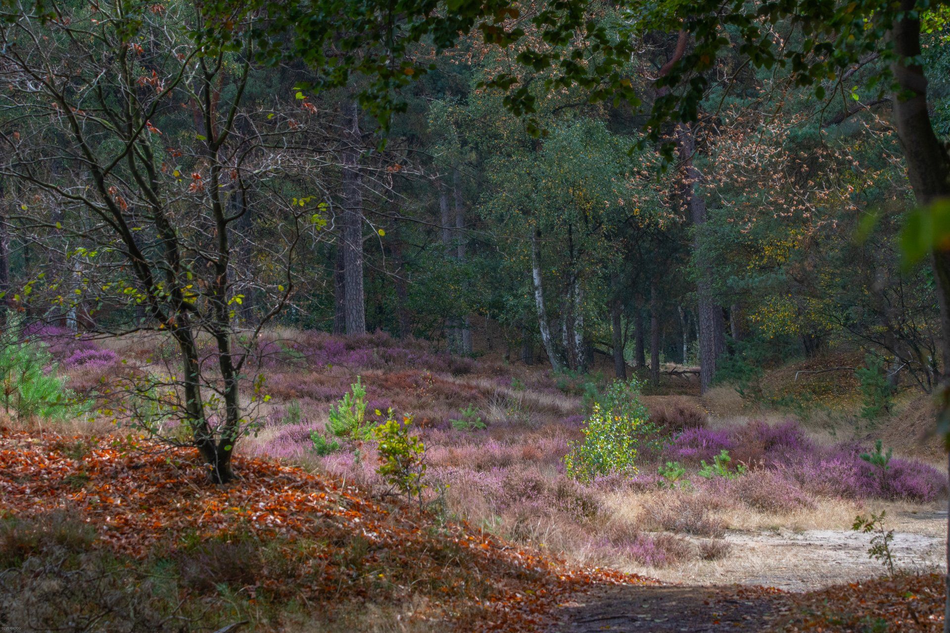 Herfstlandschap in een bos met paarse heide, bomen en gevallen bladeren.