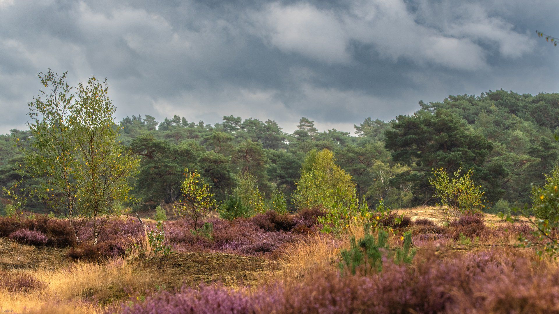 Paarse heide en kleine bomen in een veld, bos op de achtergrond, bewolkte lucht.
