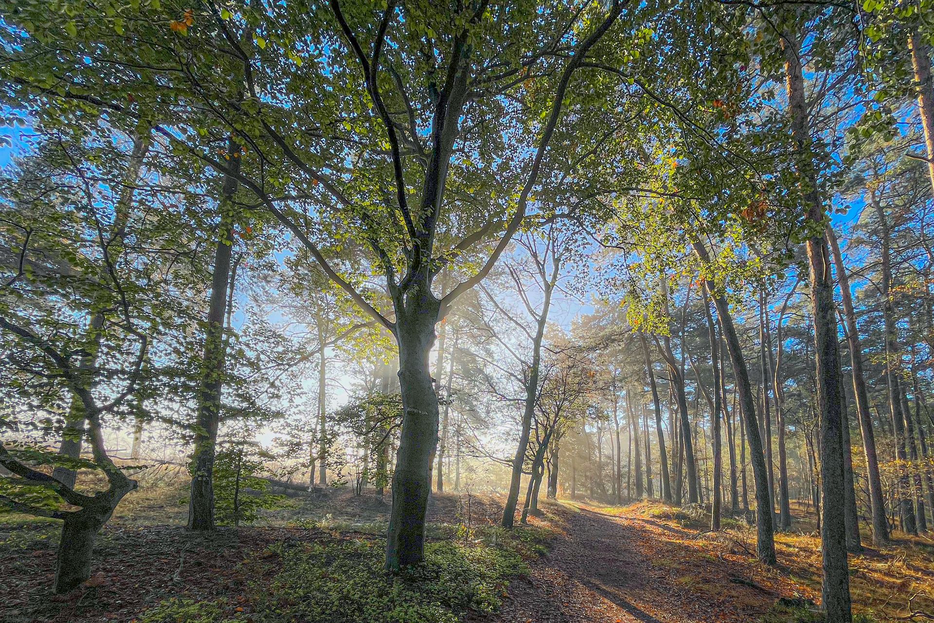 Zonlicht schijnt door de bomen in een bos, waardoor bladeren en een pad zichtbaar zijn.