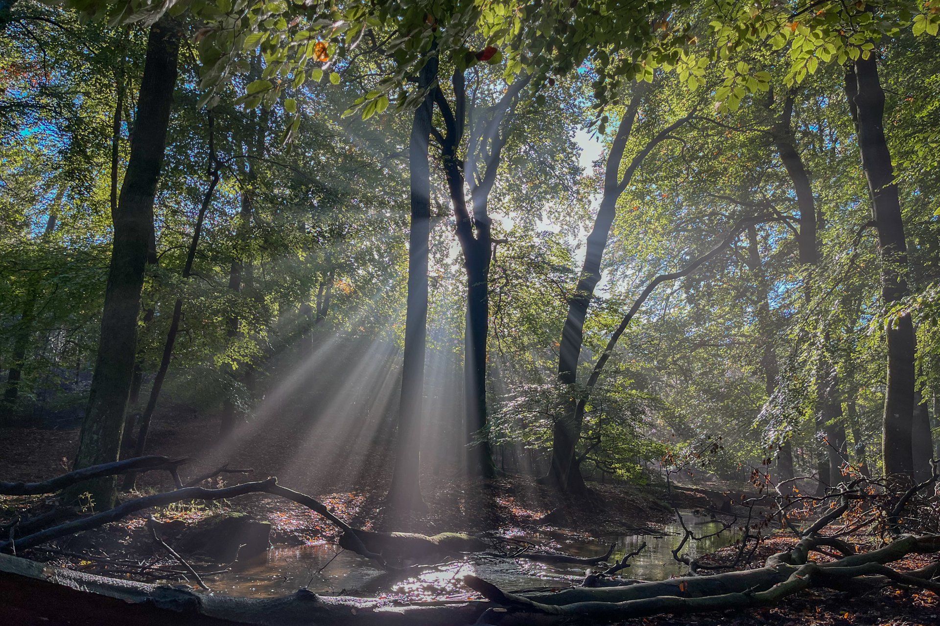Zonlicht schijnt door de bomen in een bos en creëert heldere stralen.