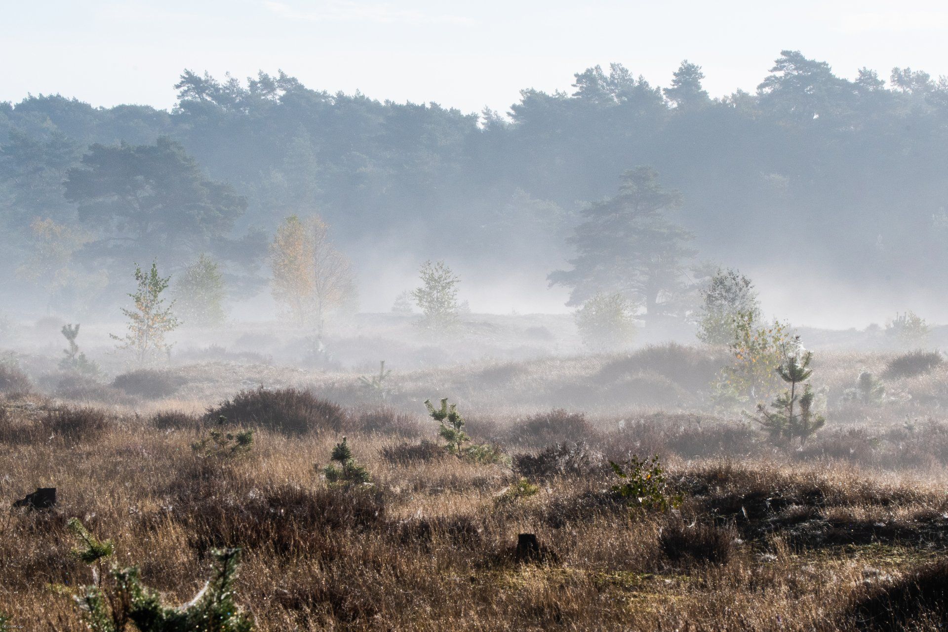 Mistig veld met spaarzame bomen, onder een boomgrens, in het zonlicht.