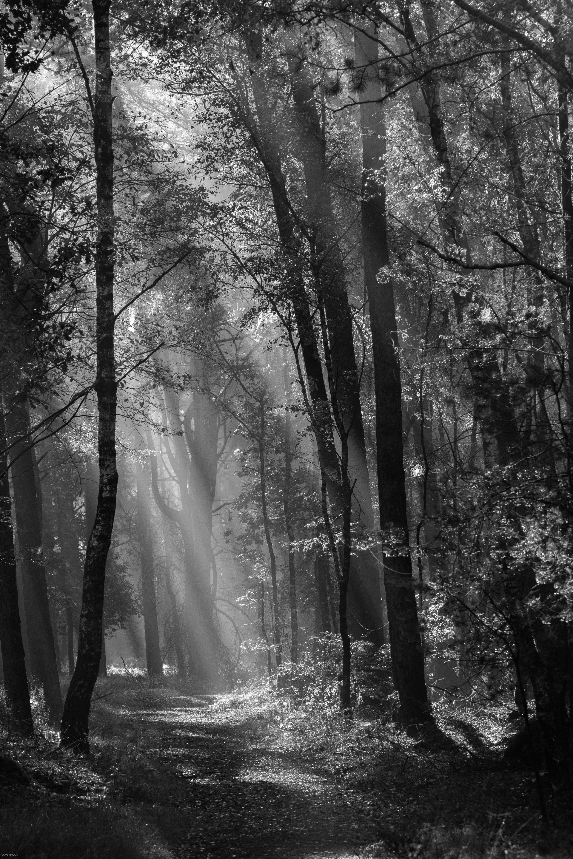 Zonlicht schijnt door de bomen in een bos en verlicht een pad.