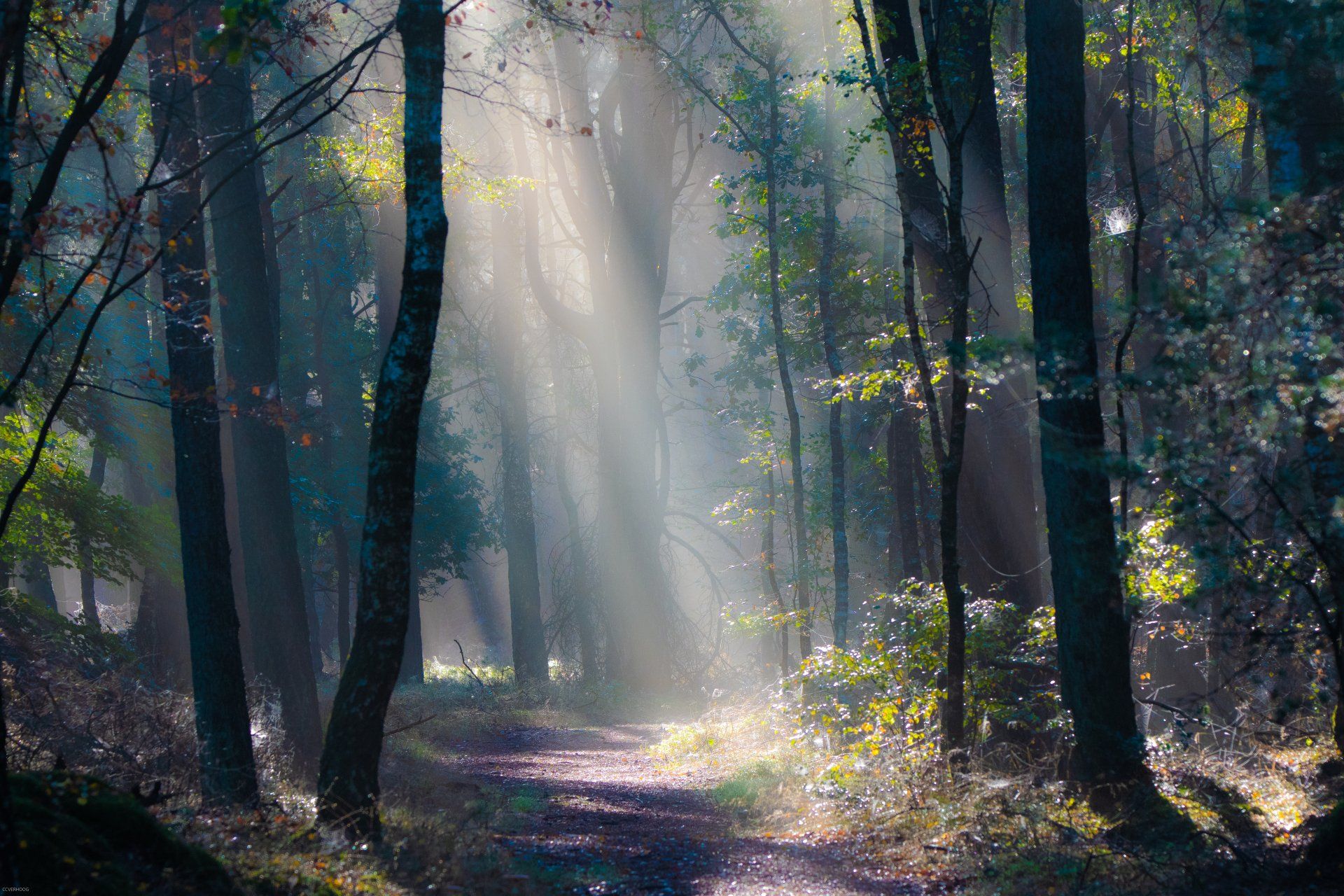 Zonlicht schijnt door de bomen op een bospad.