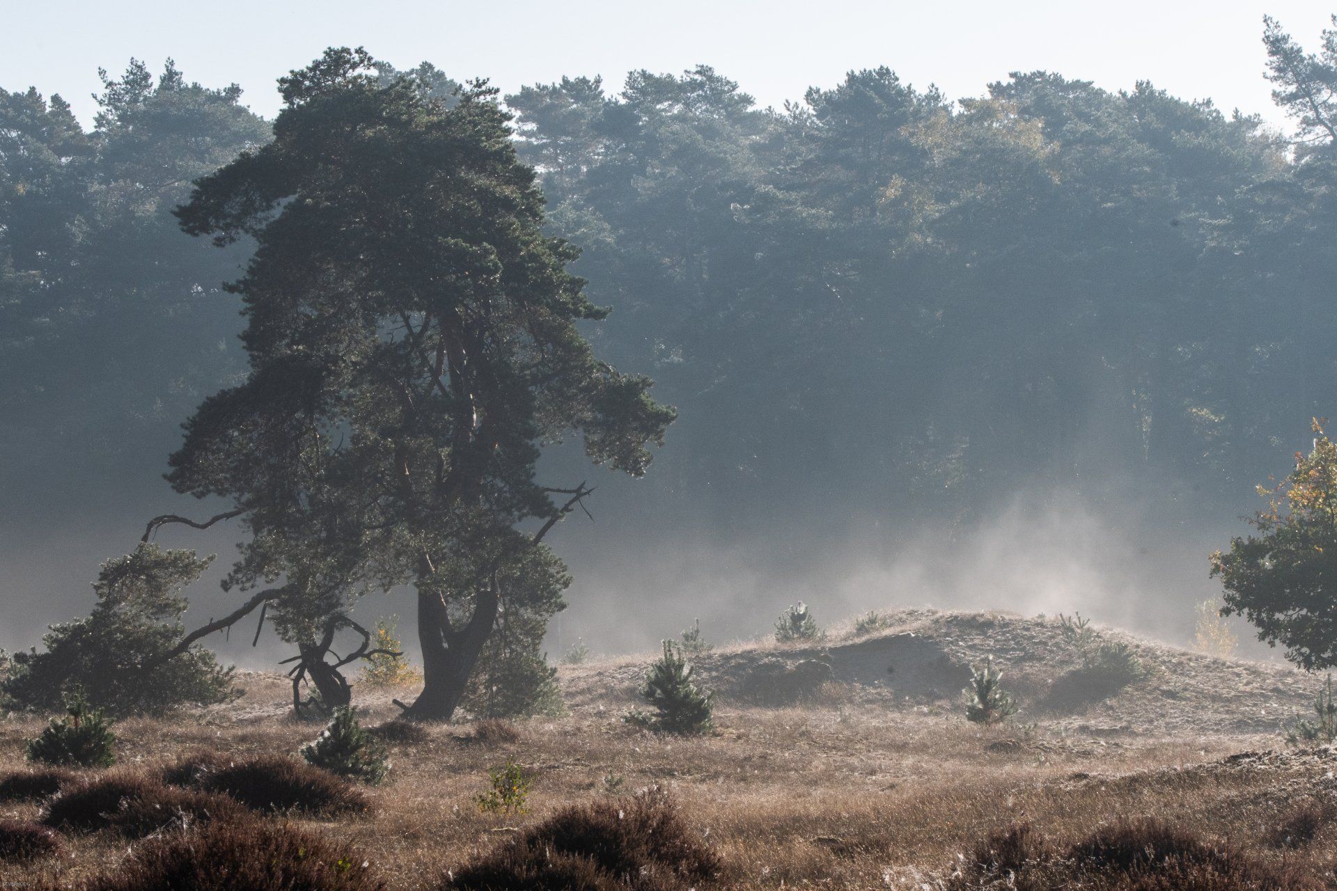 Een in mist gehulde boom in een veld met lage struiken en hogere bomen op de achtergrond, op een zonnige dag.