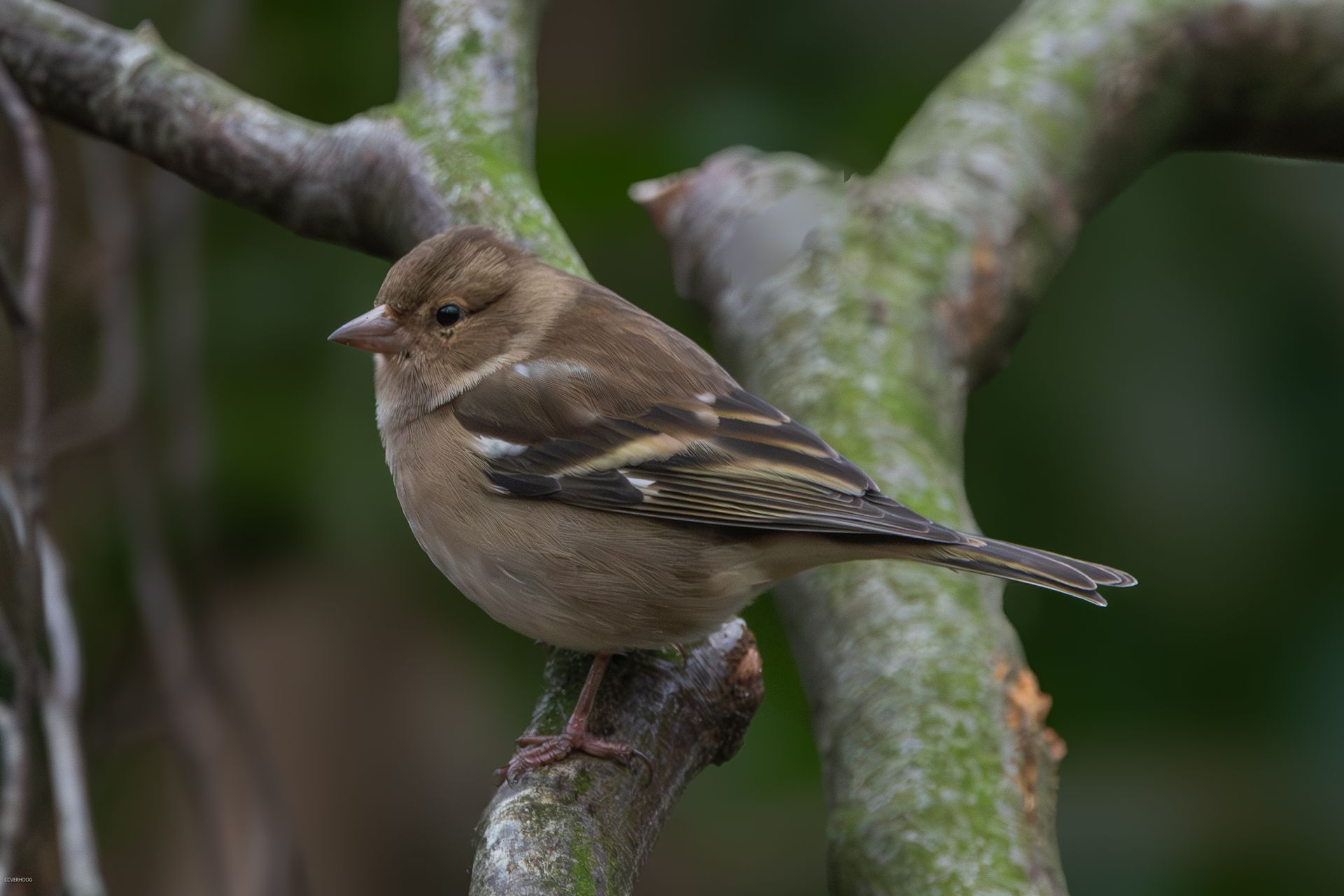 Een vrouwtje bruine vink zit op een boomtak en kijkt naar links.