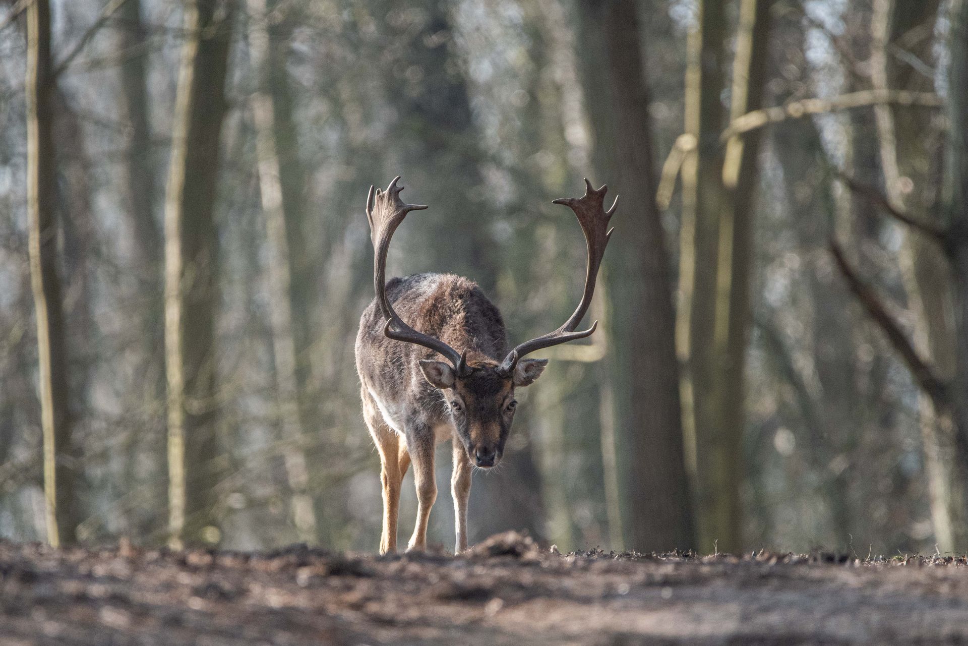 Een hert met een groot gewei staat in een bos, recht vooruit kijkend met de kop naar beneden.