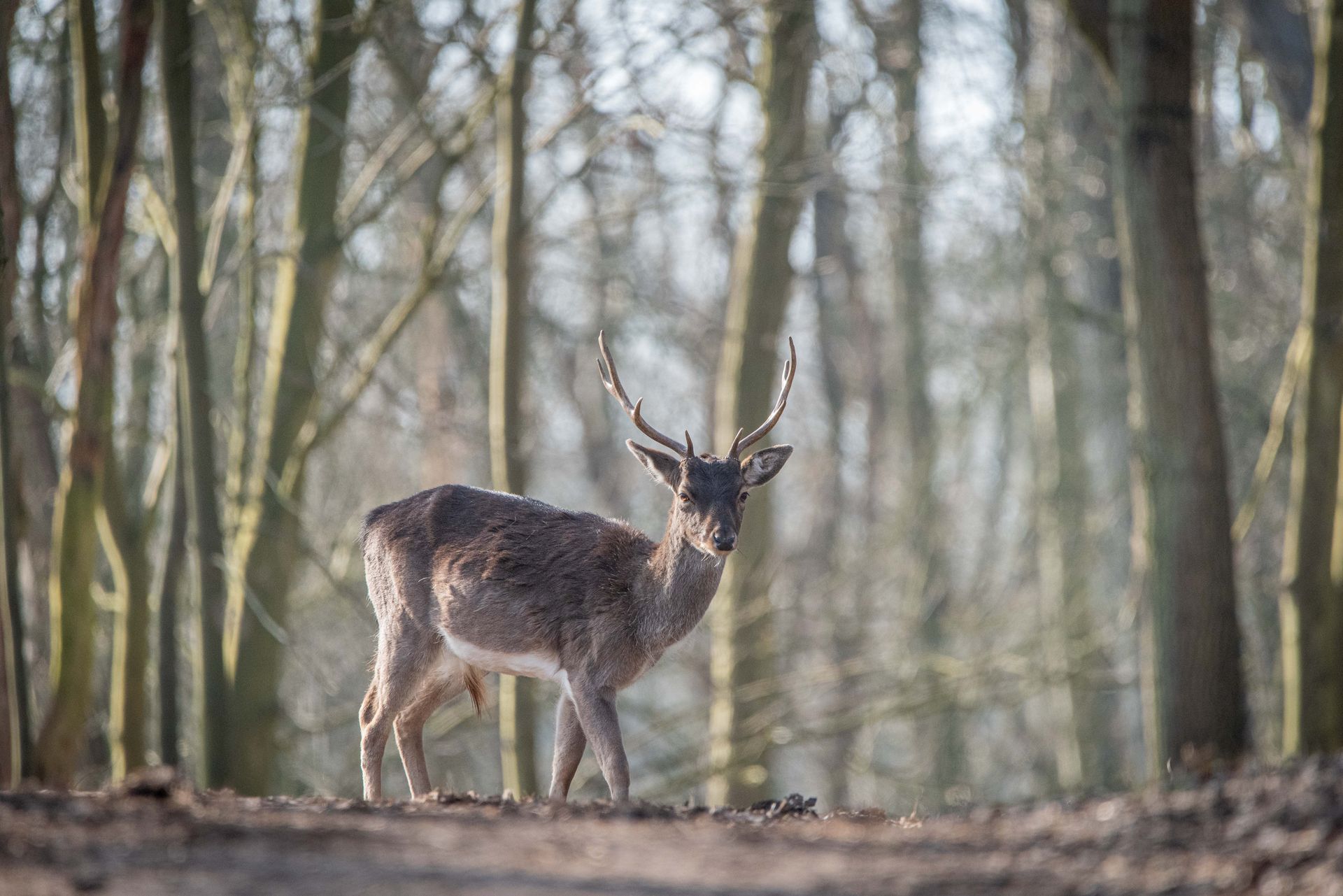 Een hert met gewei in een zonovergoten bos, staand op een zandpad.