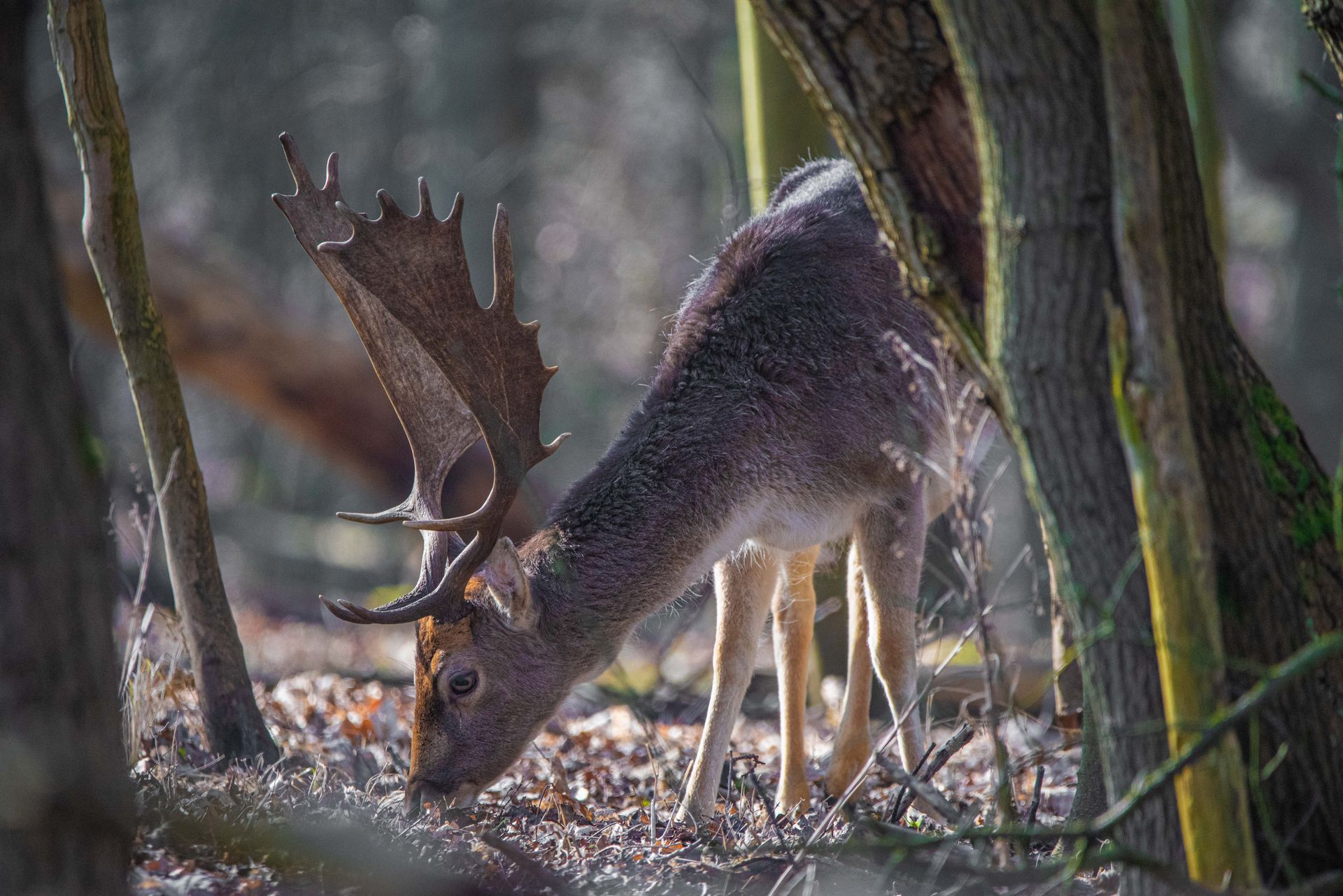 Herten met grote geweien grazen in een bos, zonlicht filtert door de bomen.
