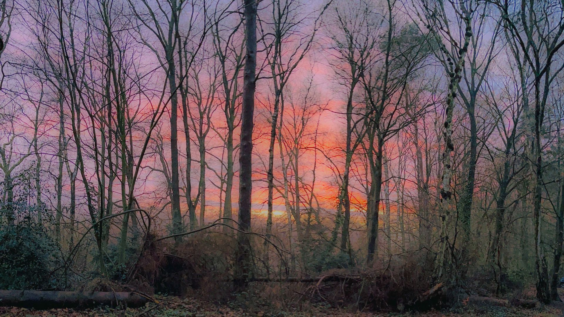 Kale bomen die afsteken tegen een levendige zonsondergang met roze, oranje en paarse tinten.