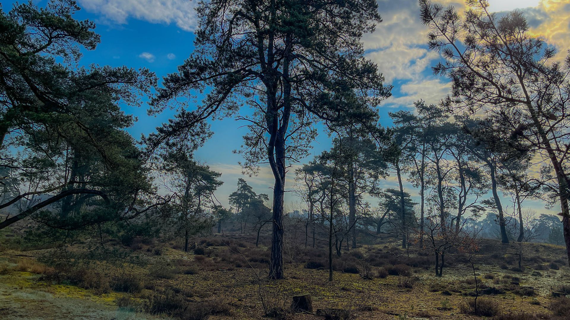 Bomen in een bos, onder een deels bewolkte blauwe hemel.