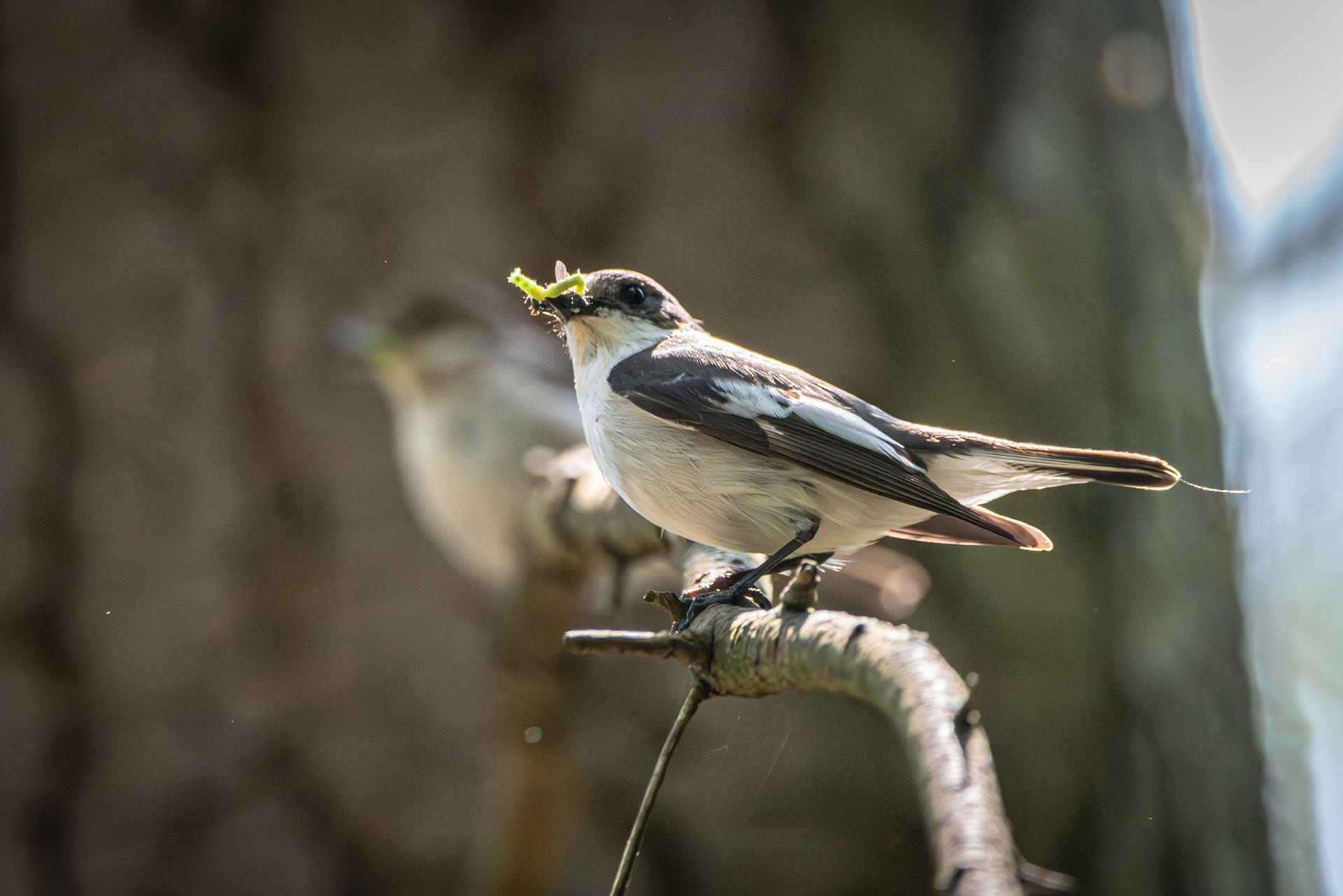 Een vogel met zwarte en grijze vlekken zit op een tak en houdt bladeren in zijn snavel. Een andere vogel is wazig op de achtergrond.