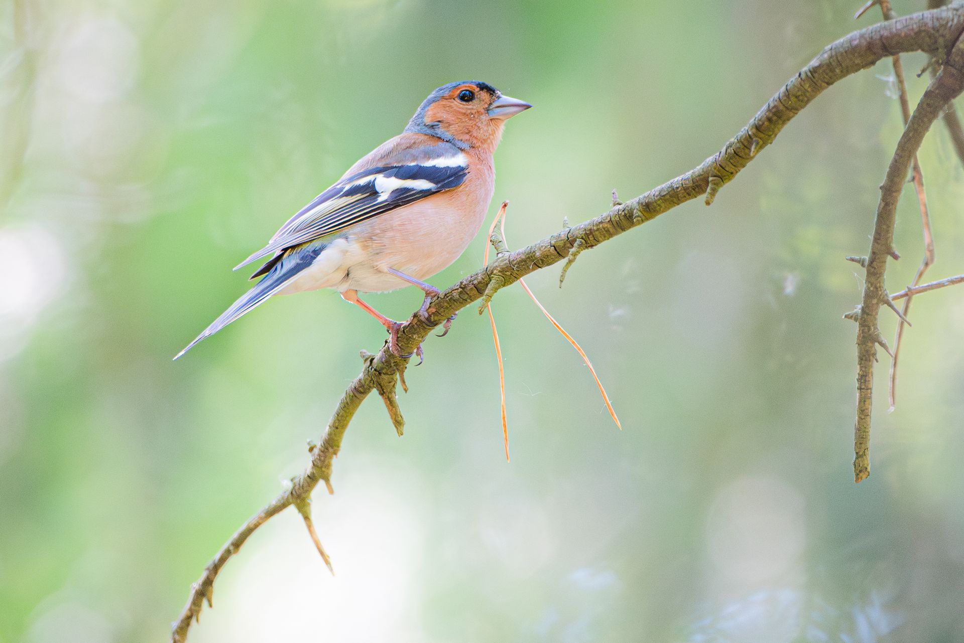 Een vink met een oranje borst zit op een tak, tegen een wazige groene achtergrond.