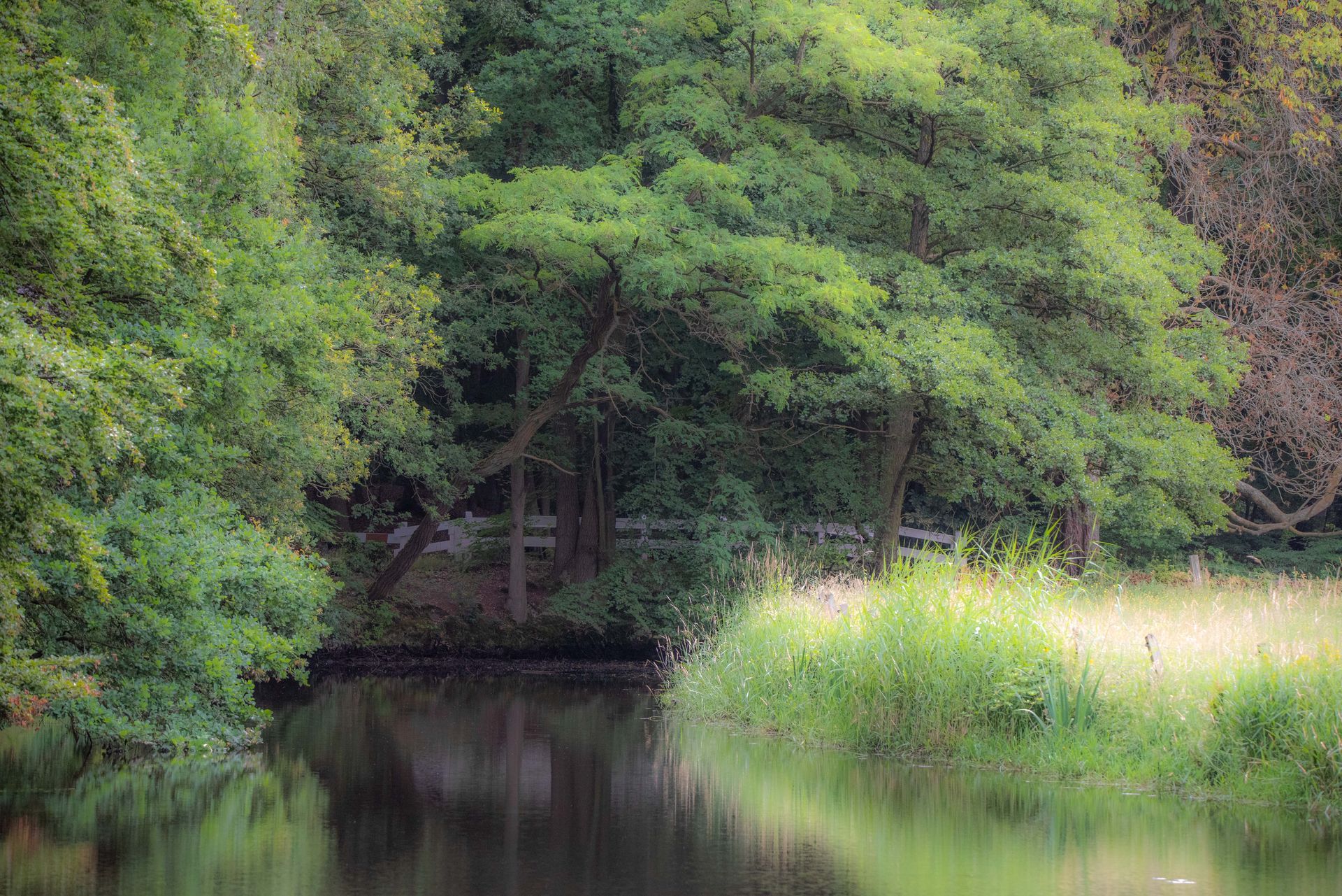 Weelderige groene bomen staan ​​langs de rand van een kalme, spiegelende rivieroever, met stukjes hoog gras en wilde bloemen.