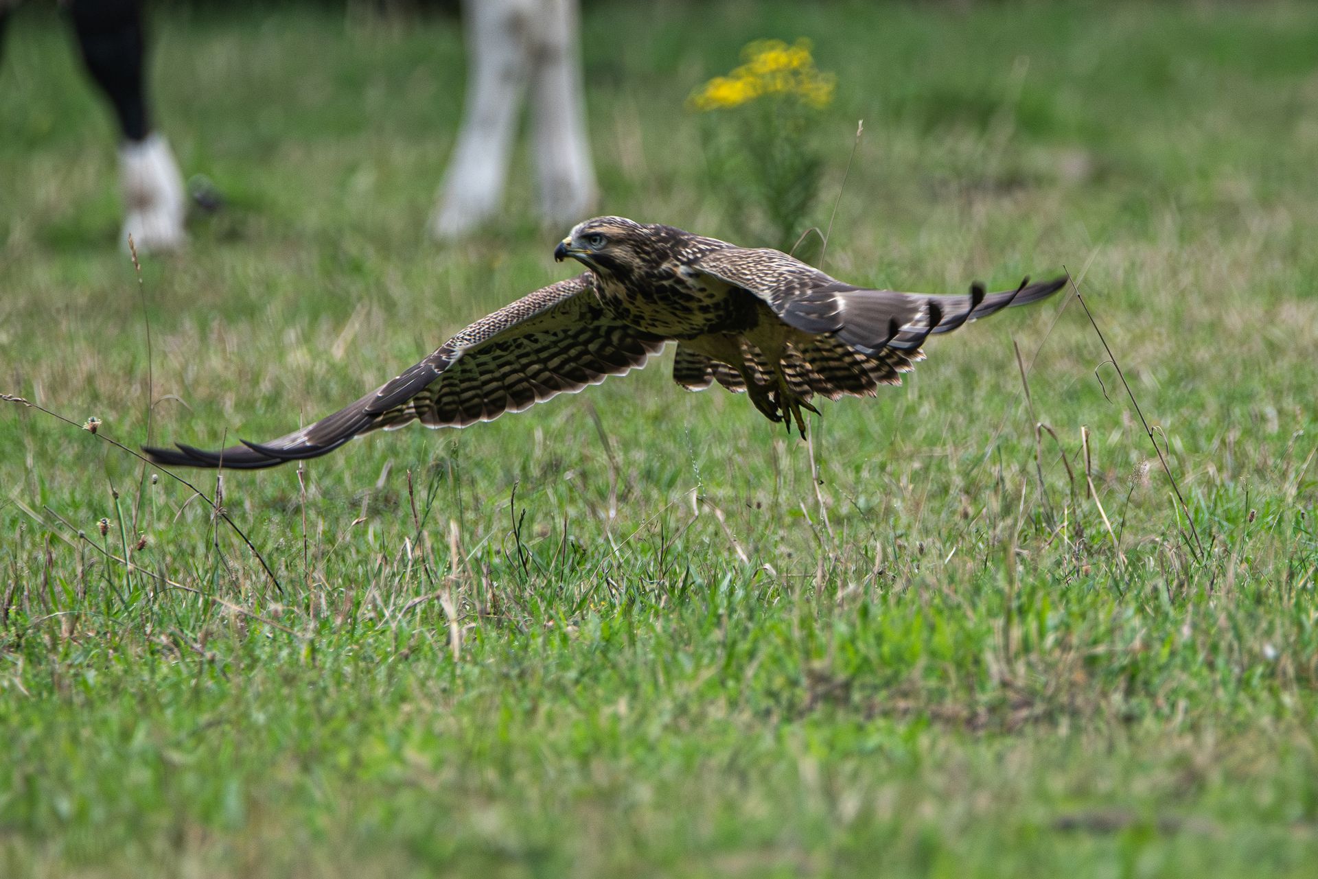 Havik in vlucht boven een grasveld, met wijd gespreide vleugels. Groen veld, wazige achtergrond met witte poten.