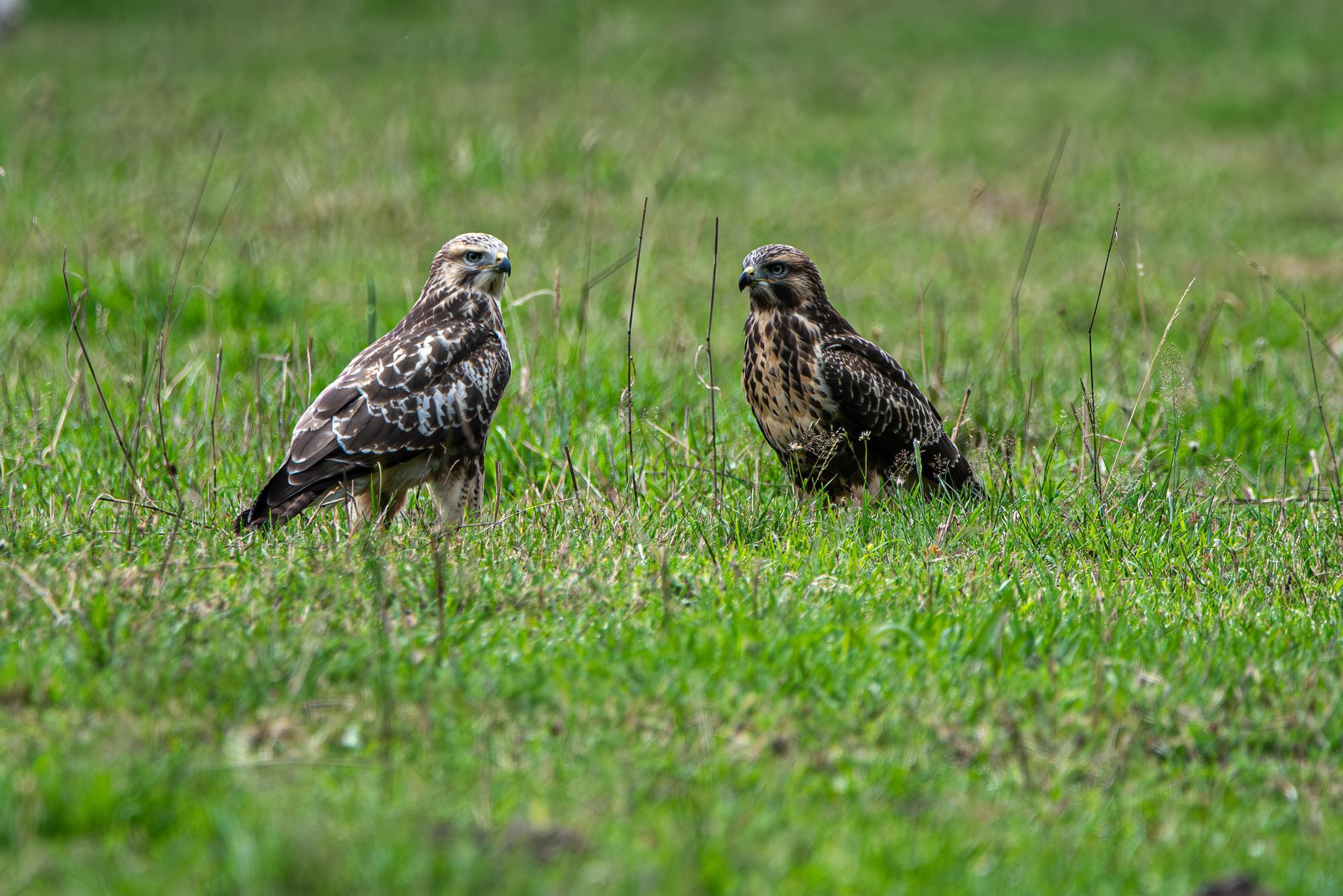 Twee haviken met een gevlekt bruin-wit verenkleed staan ​​in een grasveld.