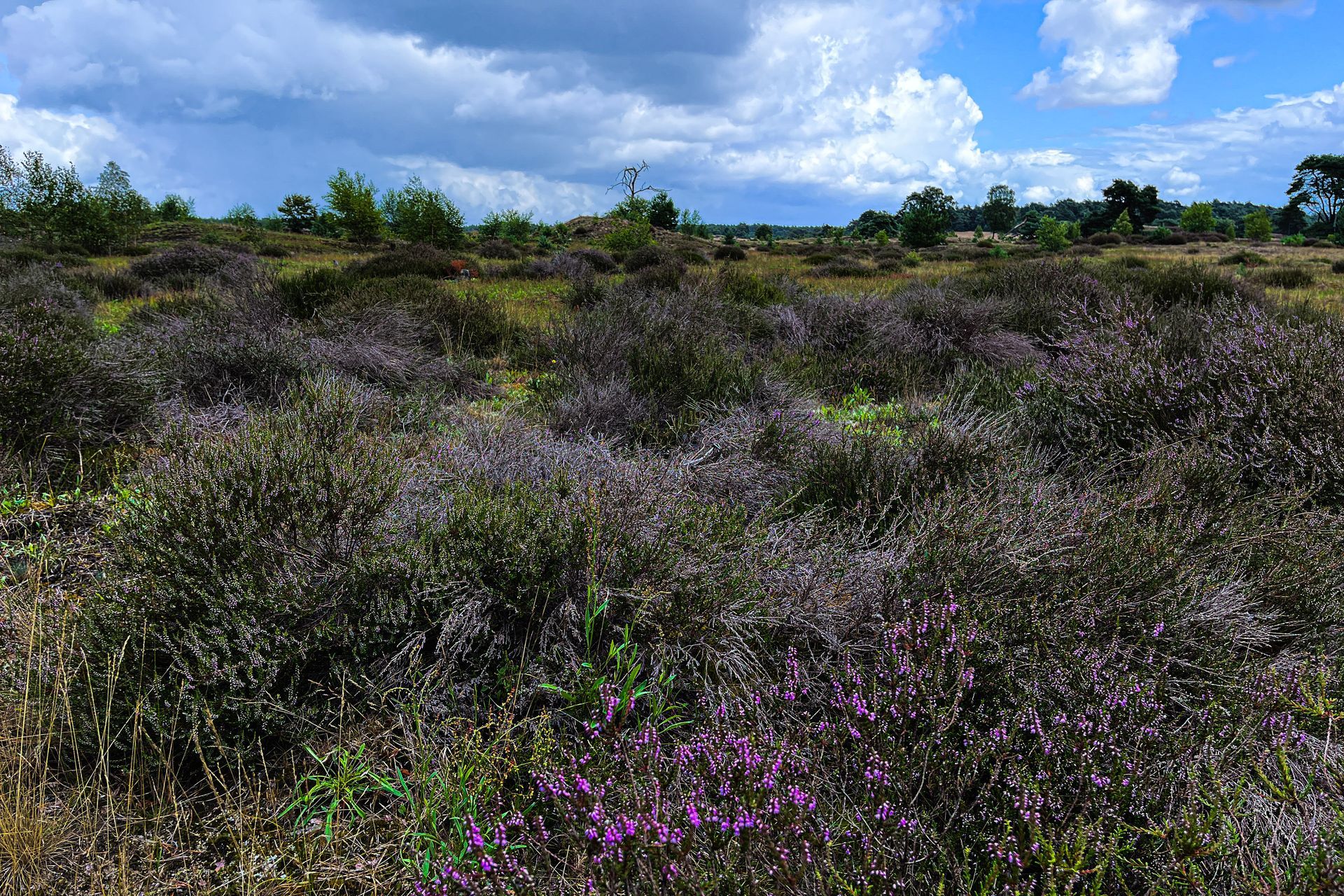 Een veld met paarse heide onder een deels bewolkte blauwe hemel. Verspreide bomen in de verte.