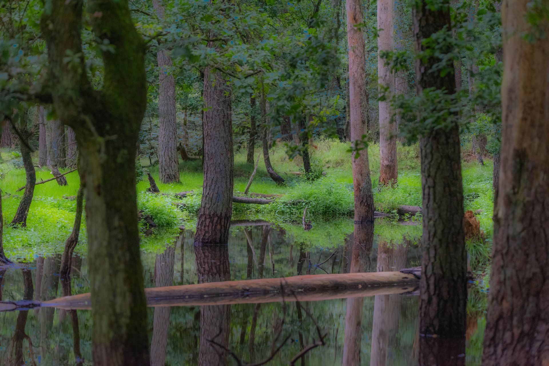 Bos met bomen die weerspiegeld worden in het stille water, groen gebladerte.