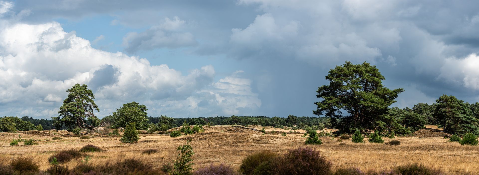 Een open veld met hoog, droog gras, enkele bomen en een bewolkte hemel.