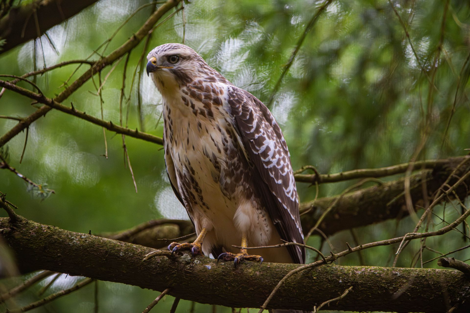 Een havik zit alert op een boomtak; bruine en witte veren, met op de achtergrond groen gebladerte.