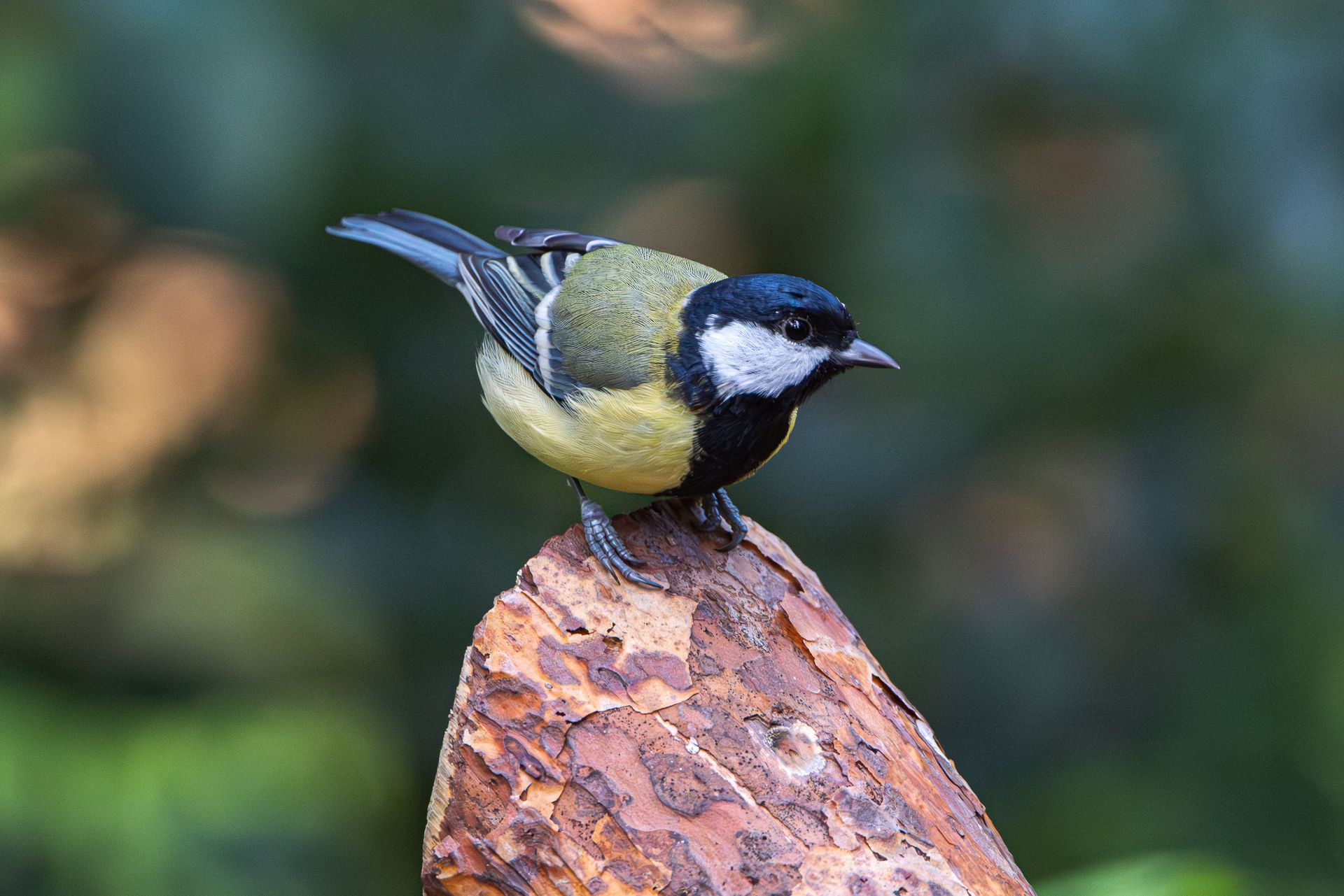 Een klein vogeltje met zwarte, witte en gele veren zat op een bruine boomstam.