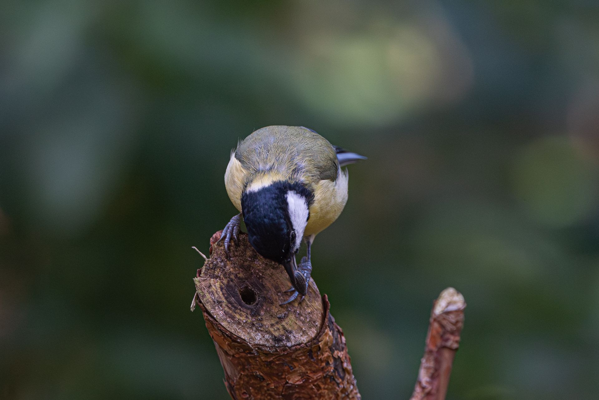 Klein vogeltje met een zwart-witte kop, zittend op een tak, naar beneden kijkend.
