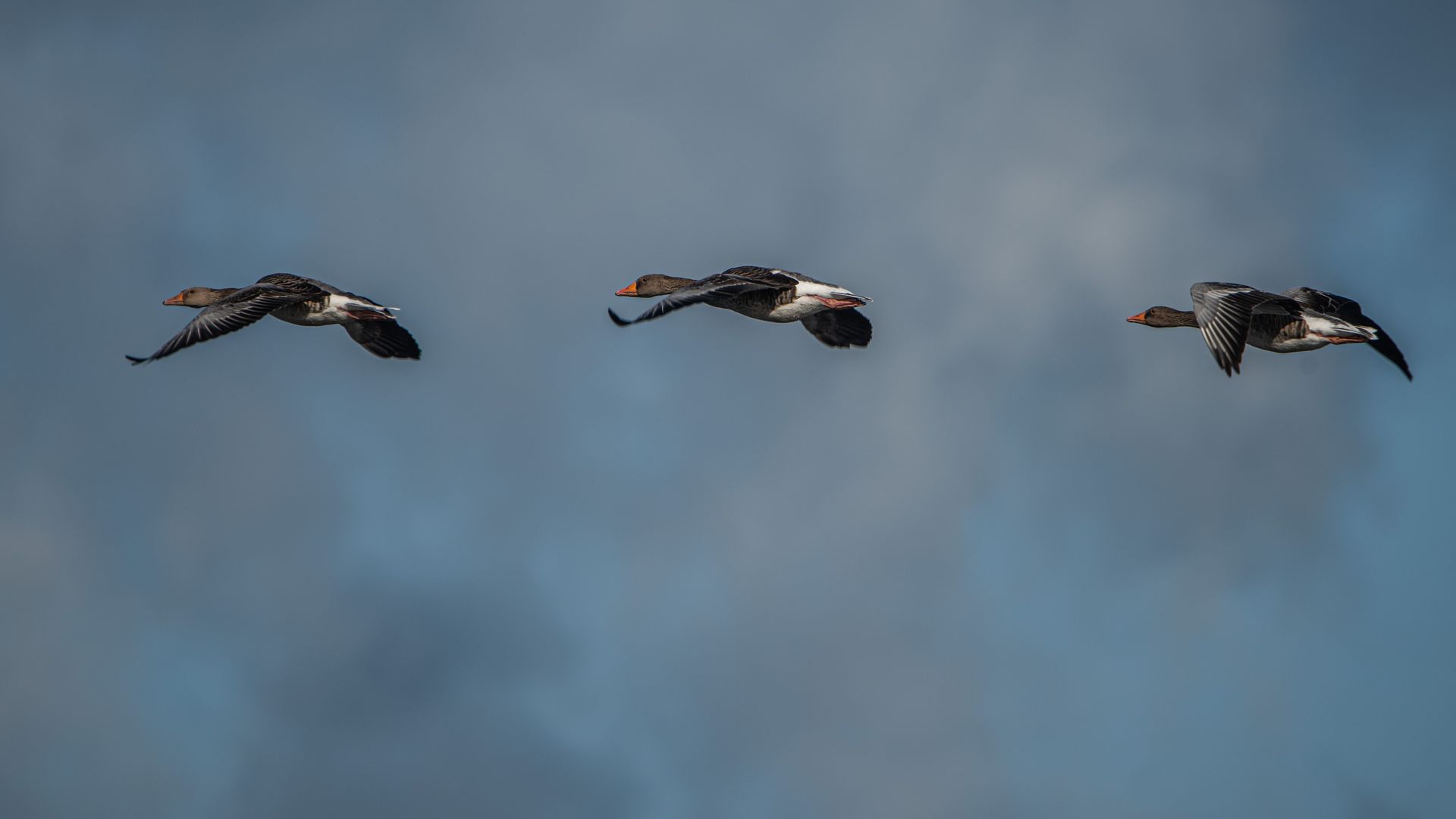 Drie donkerwitte eenden vliegen door een bewolkte blauwe lucht.