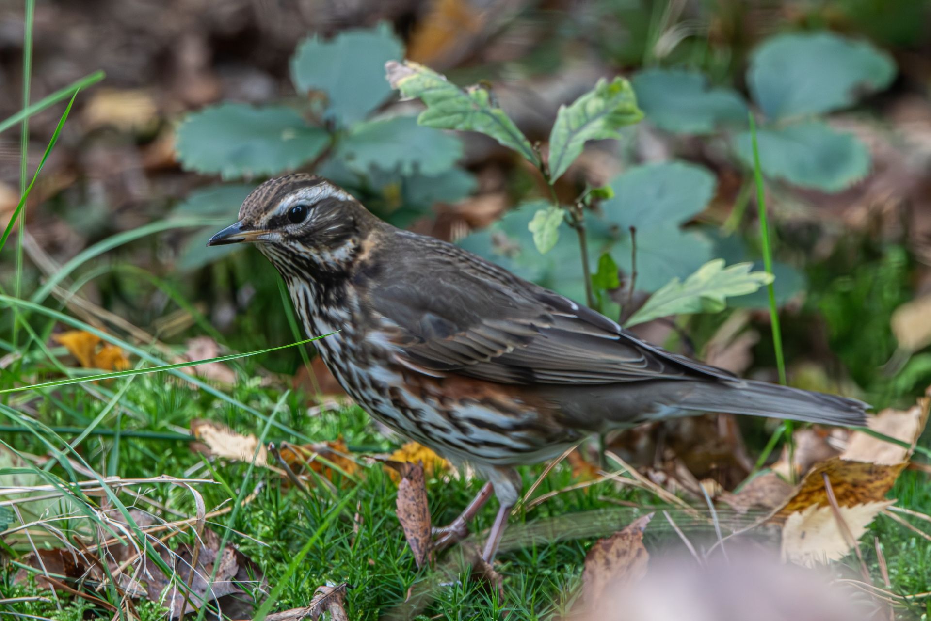 Bruine vogel met gestreepte borst, staand op groen mos en gevallen bladeren.