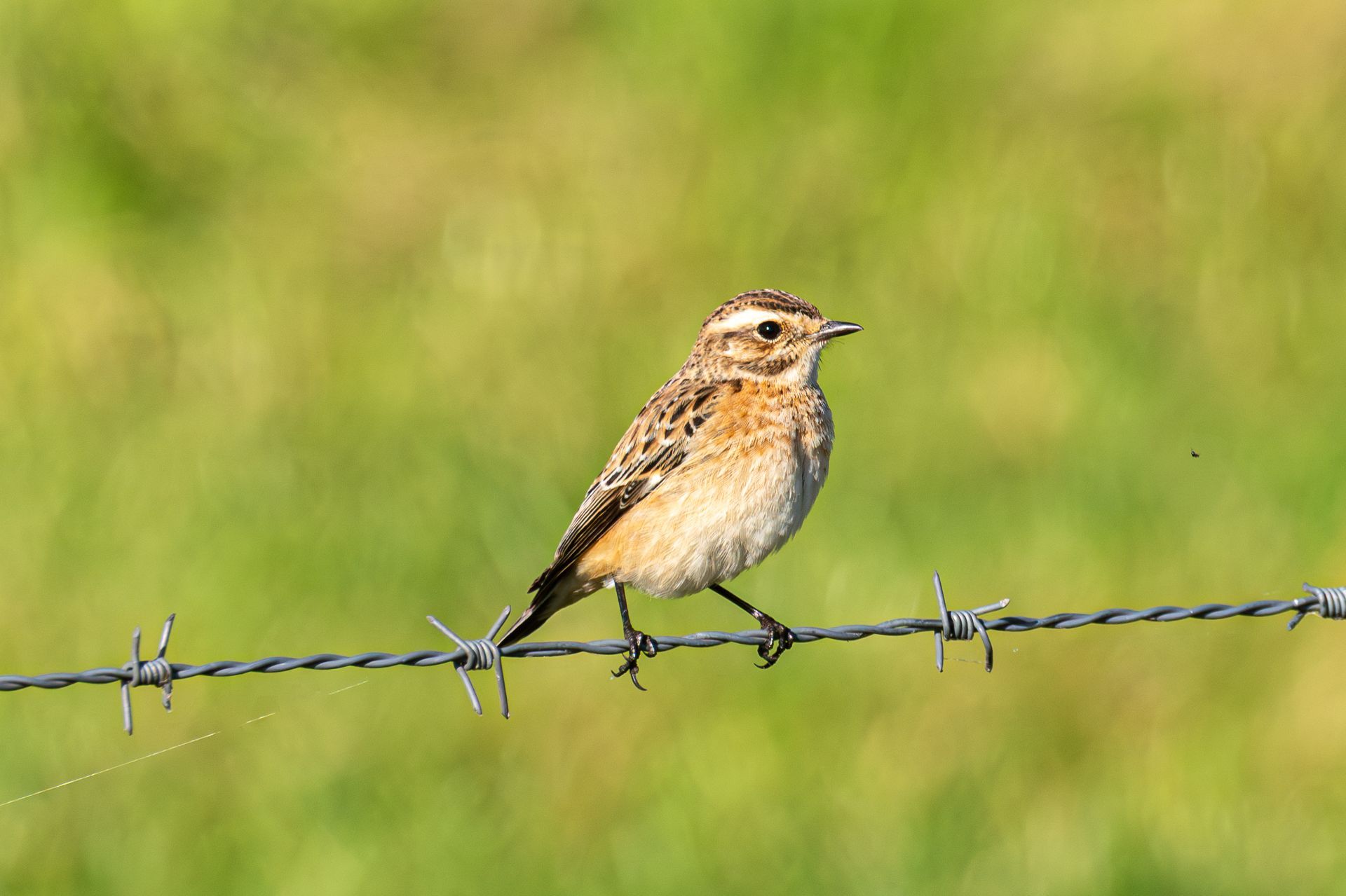 Een klein bruin en beige vogeltje zit op een prikkeldraadhek met een groene achtergrond.