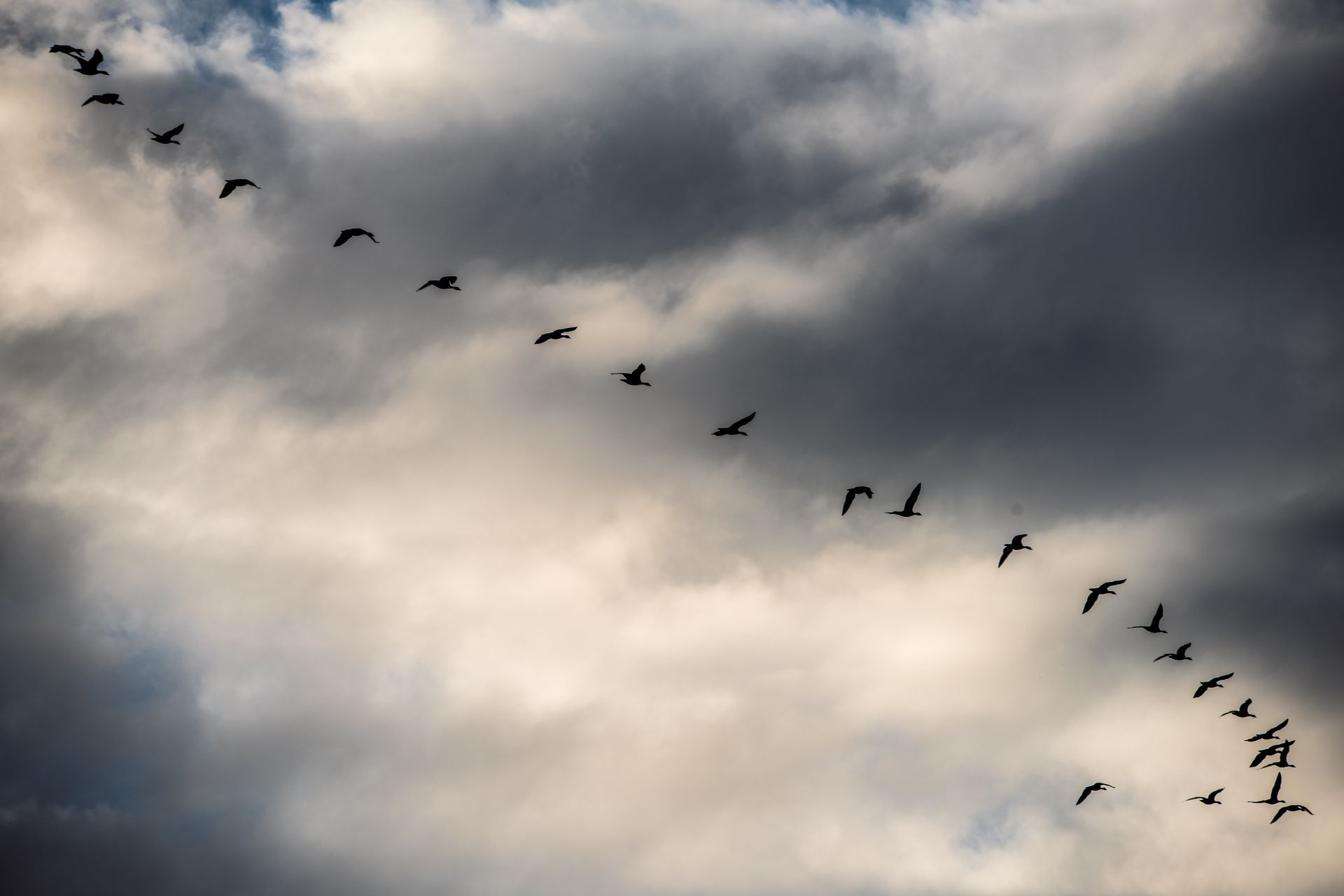 Een zwerm vogels vliegt in formatie tegen een bewolkte hemel.