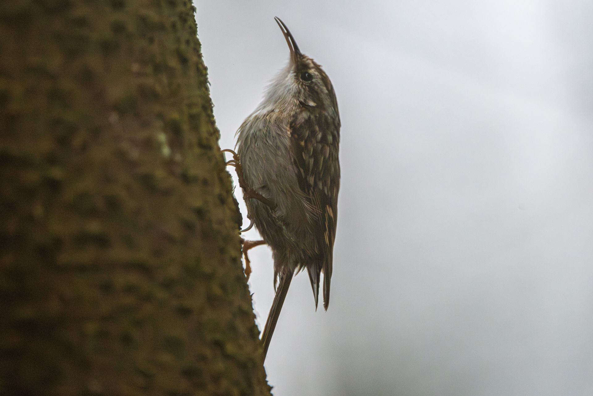 Een bruine boomkruiper klampt zich vast aan een boomstam en zoekt naar voedsel, met een grijze lucht op de achtergrond.