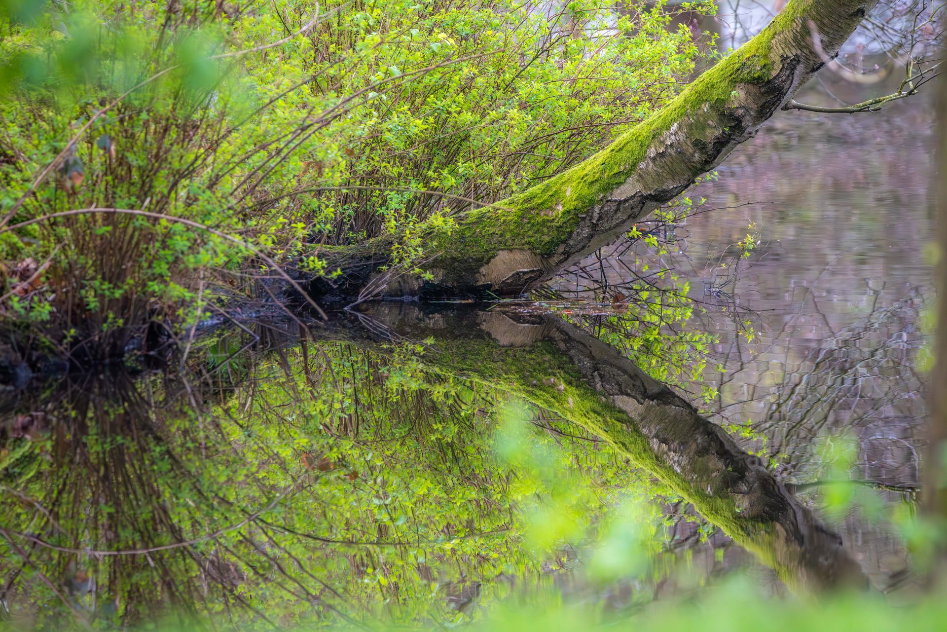 Boomtakken en weelderig groen gebladerte weerspiegeld in het stille water.