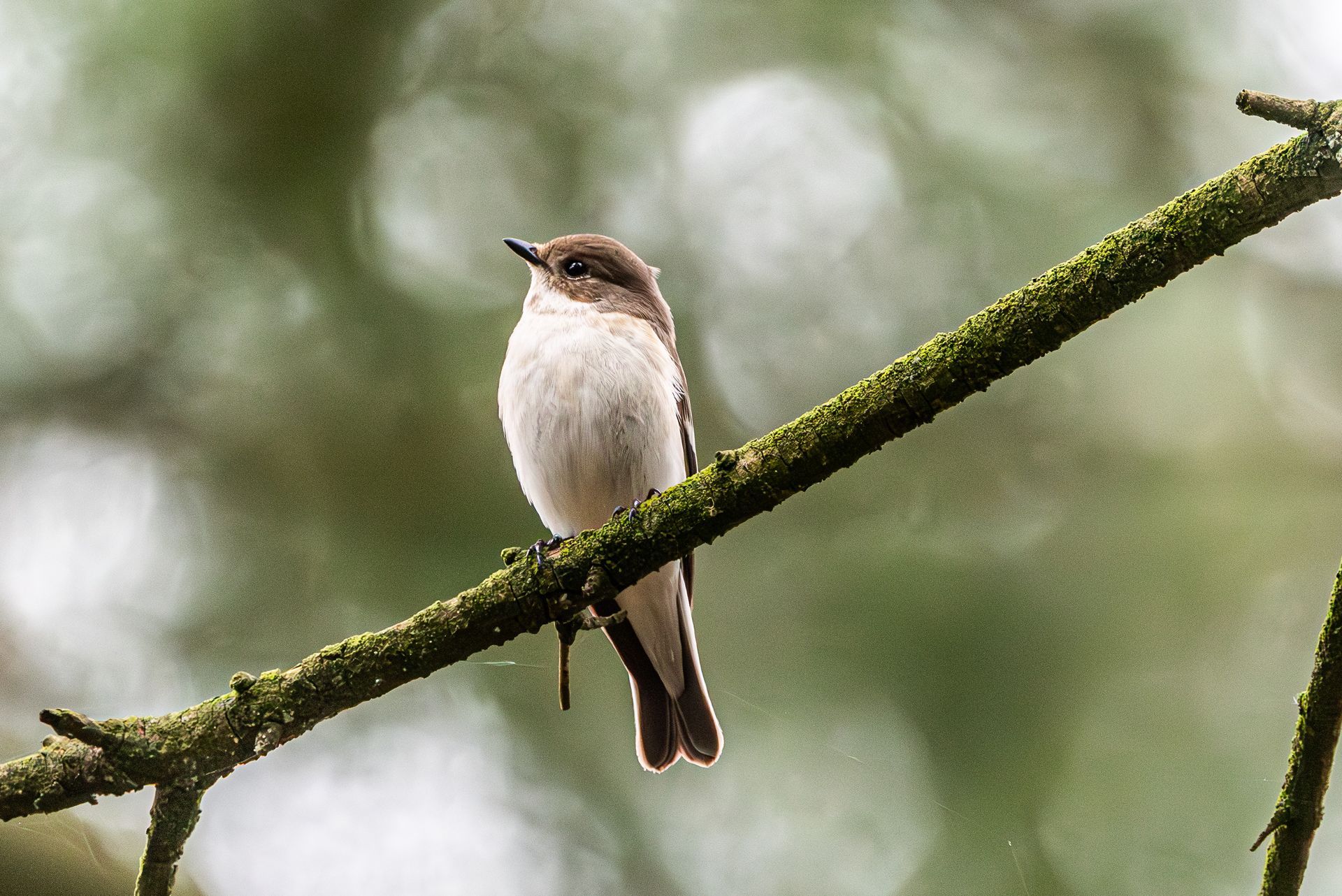 Een klein, grijs-wit vogeltje zat op een met mos begroeide tak en keek omhoog.